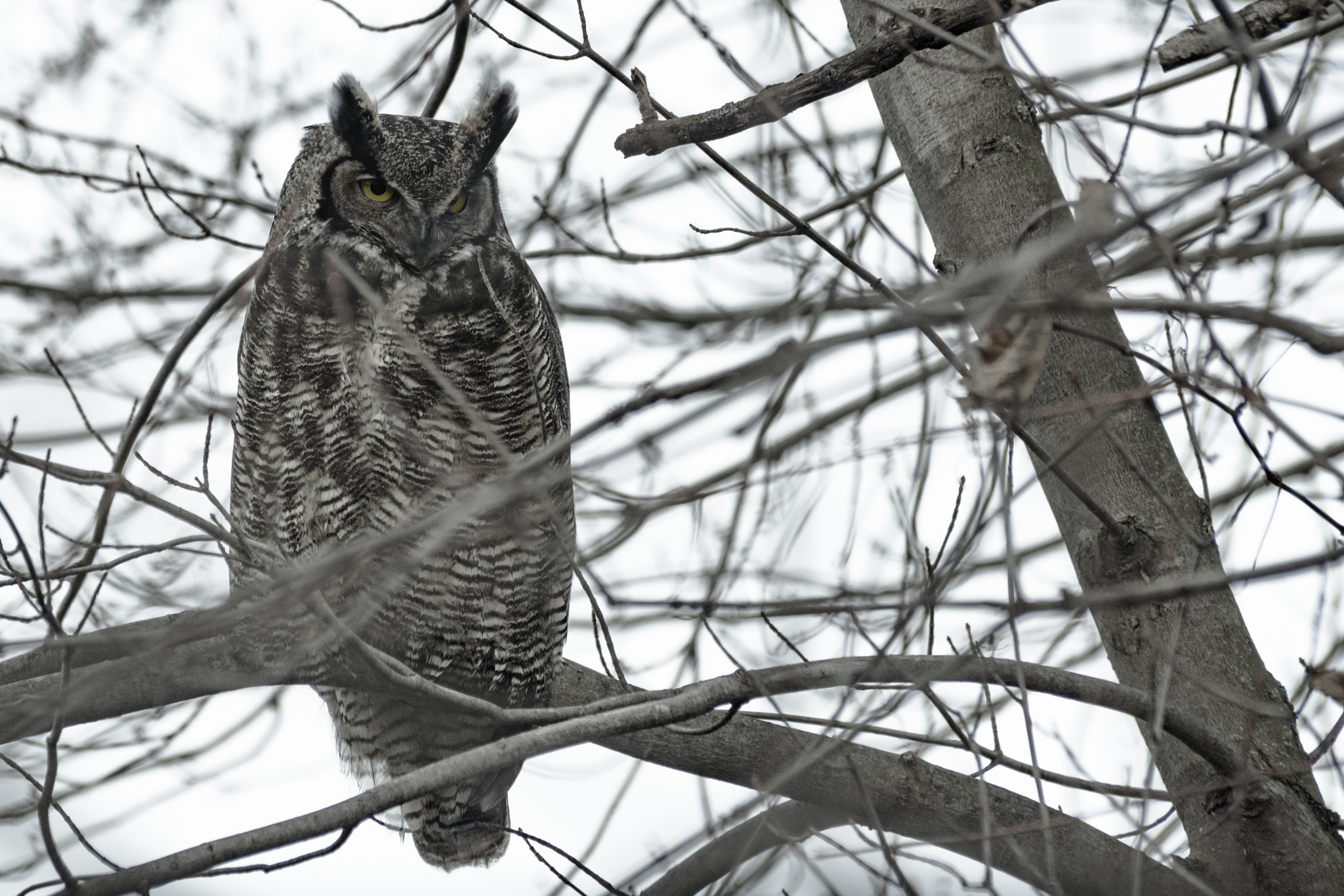 Nikon D7200 + Tamron SP 70-300mm F4-5.6 Di VC USD sample photo. Great horned owl in a tree photography