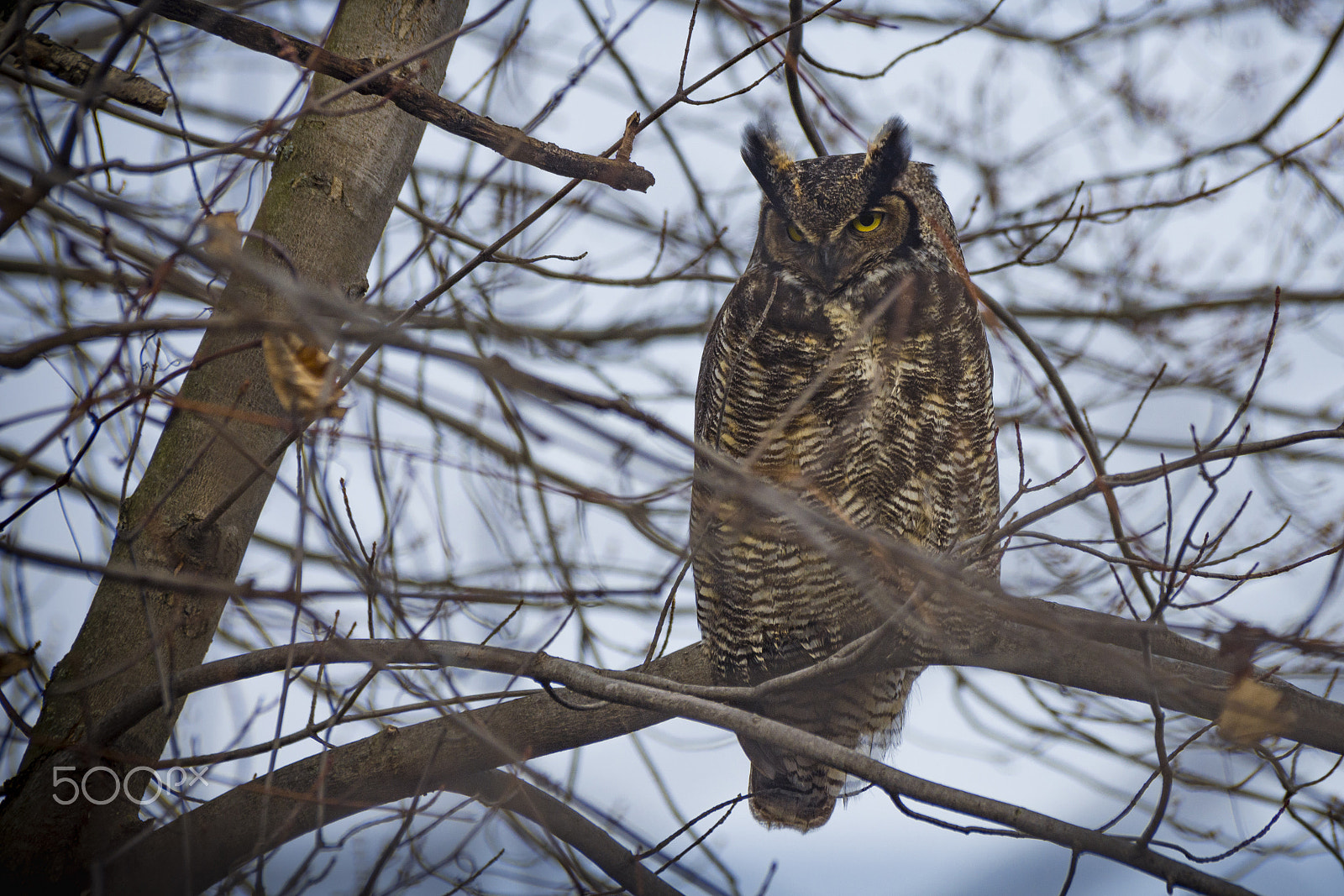 Nikon D7200 + Tamron SP 70-300mm F4-5.6 Di VC USD sample photo. Great horned owl in a tree photography