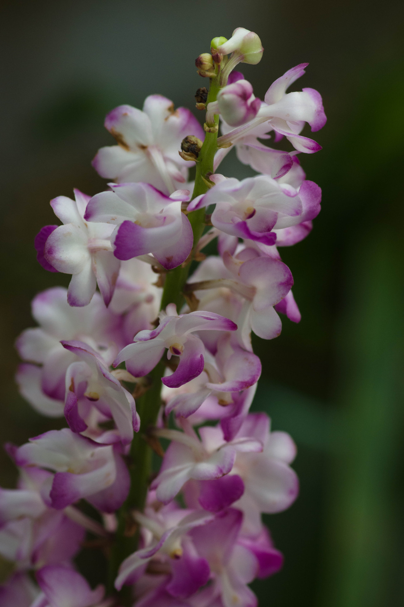 Pentax K-3 + Pentax smc D-FA 100mm F2.8 Macro WR sample photo. Untitled photography