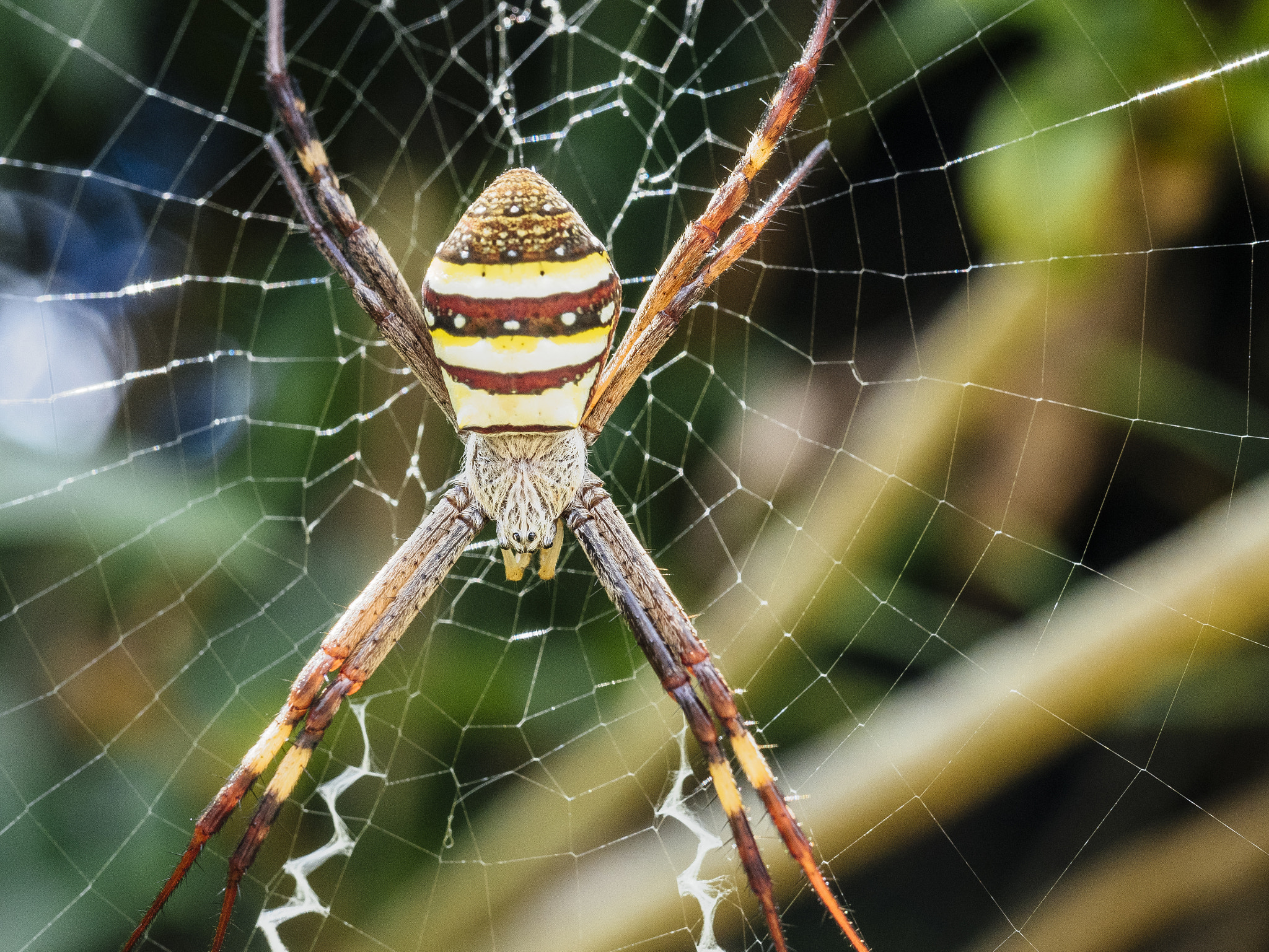 Olympus M.Zuiko Digital ED 60mm F2.8 Macro sample photo. Spider photography