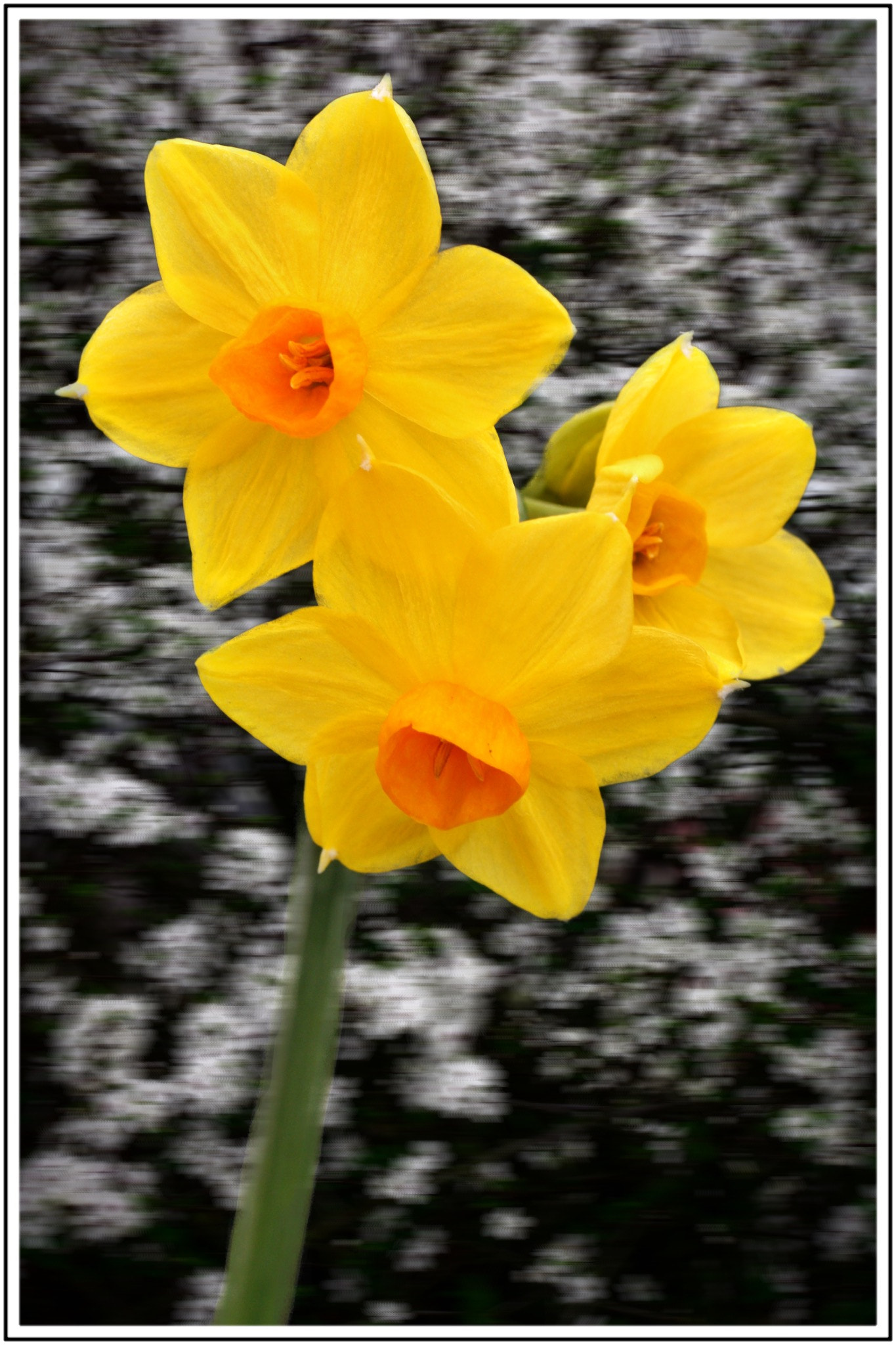Canon EF 100mm F2.8L Macro IS USM sample photo. Jonquilles photography