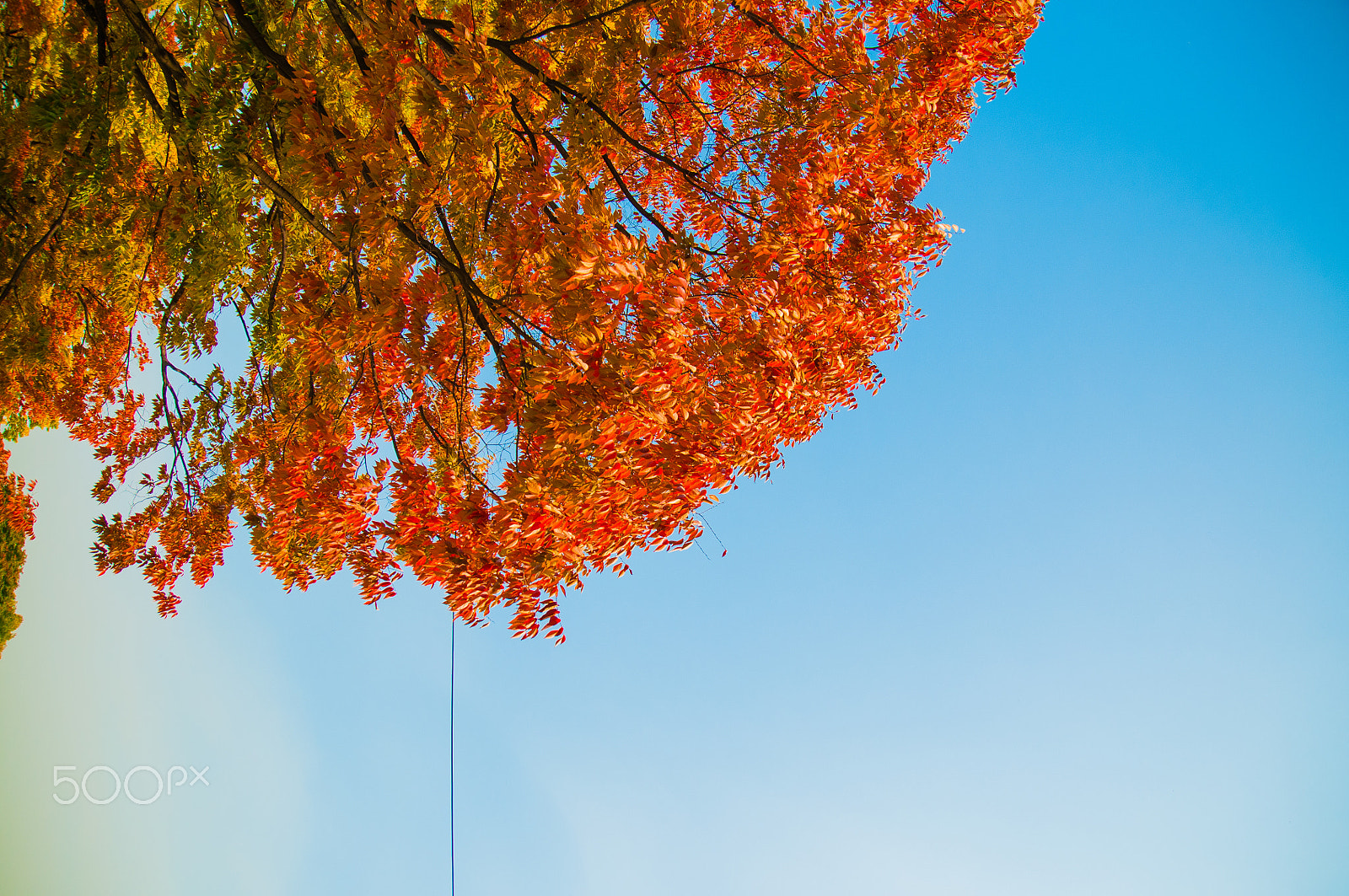 Nikon D300 sample photo. Flamed leaves photography
