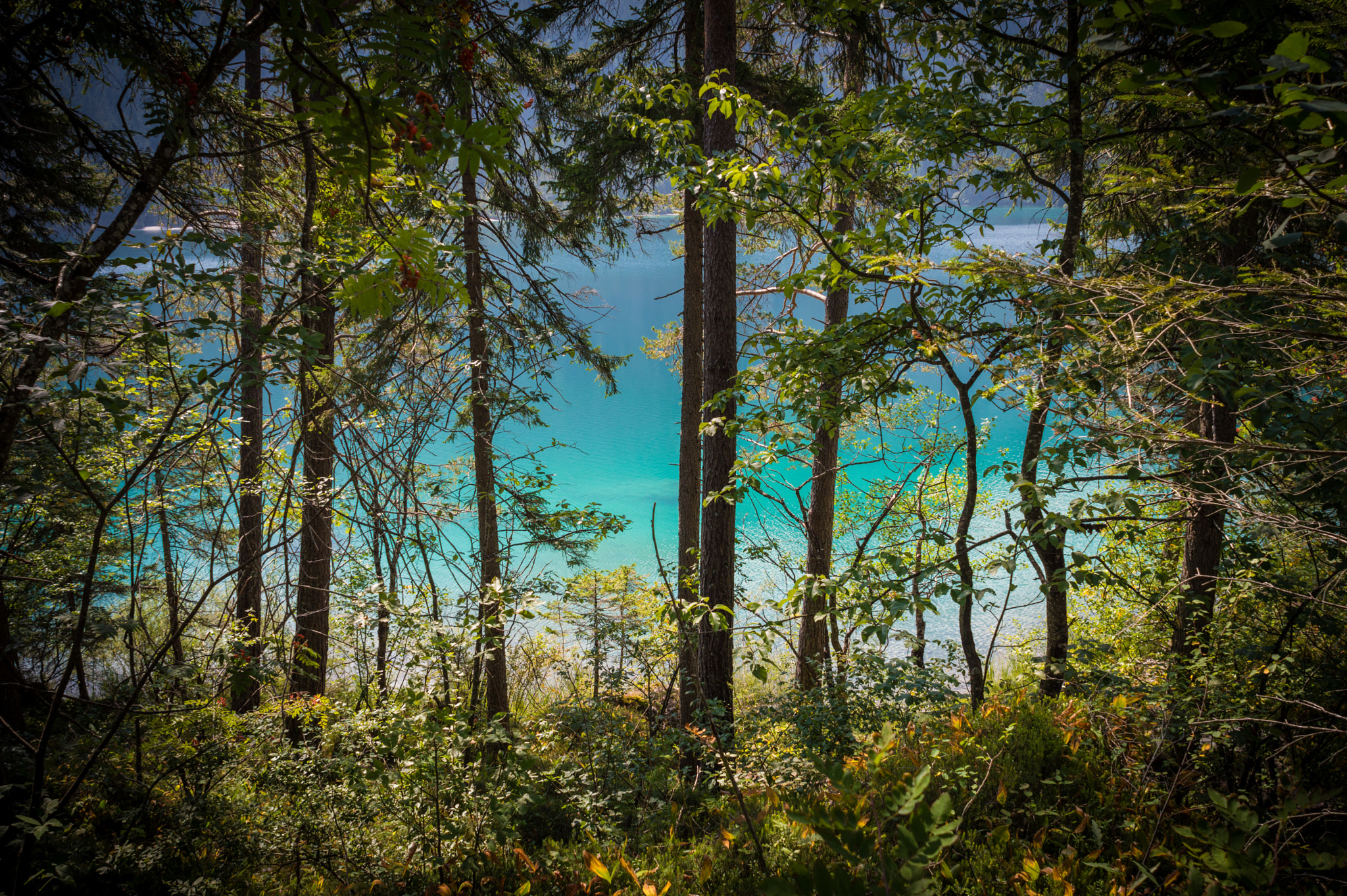 Nikon D3200 + Nikon AF Nikkor 20mm F2.8D sample photo. Through the trees photography