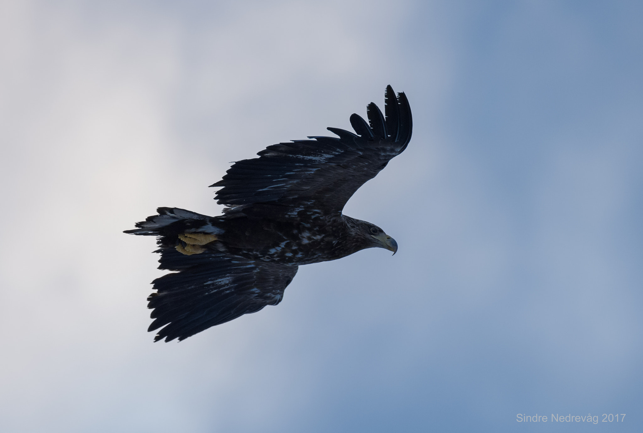 Nikon D4 sample photo. Young sea eagle photography