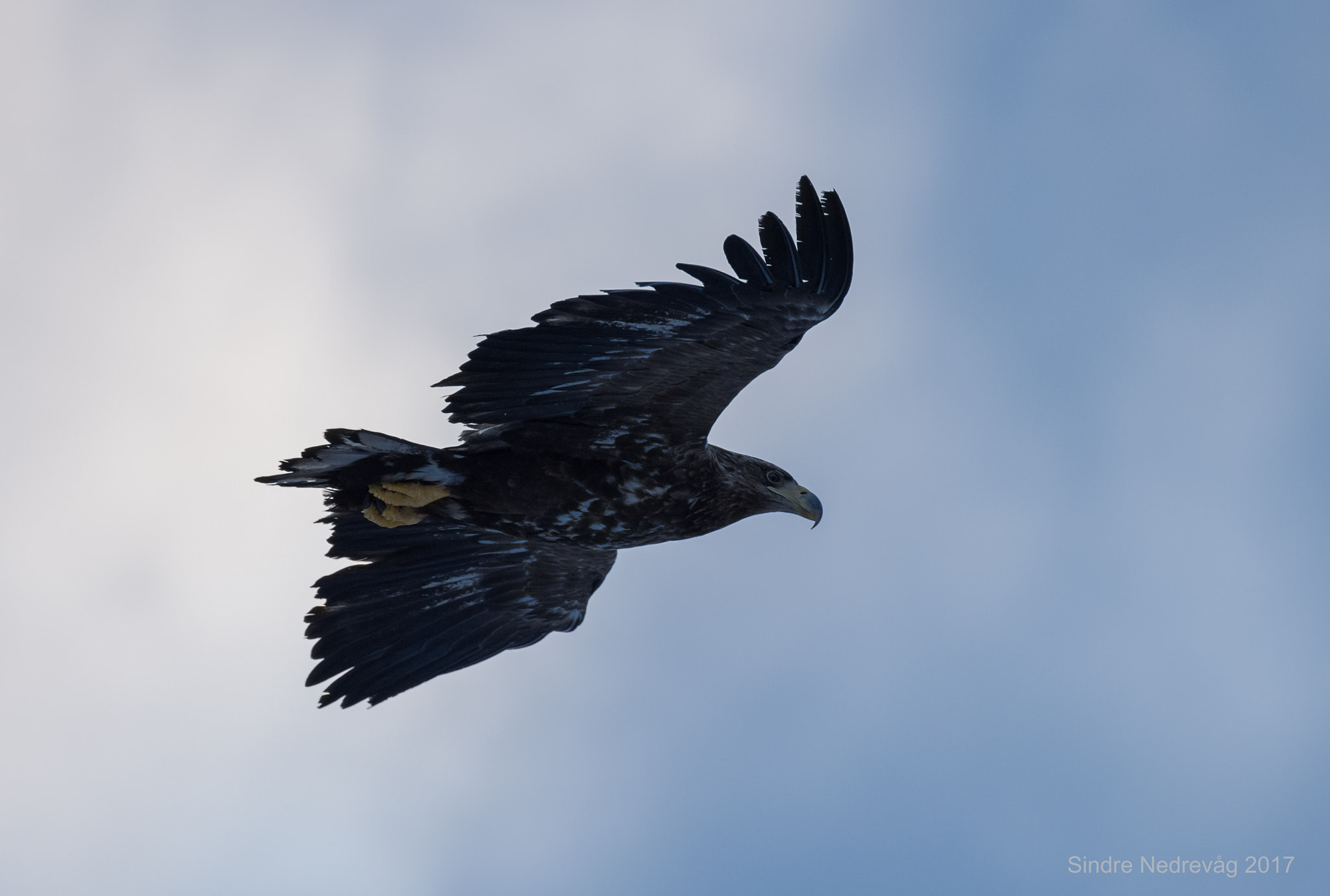 Nikon AF-S Nikkor 200-500mm F5.6E ED VR sample photo. Young sea eagle photography