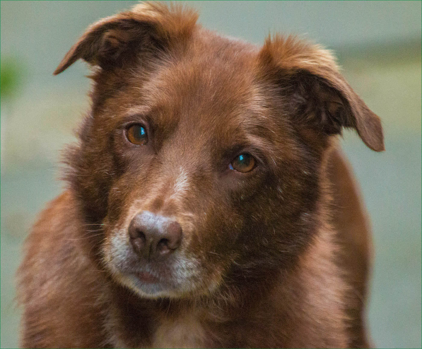 Canon EF 70-300mm F4-5.6L IS USM sample photo. Nell,my rescue dog. photography