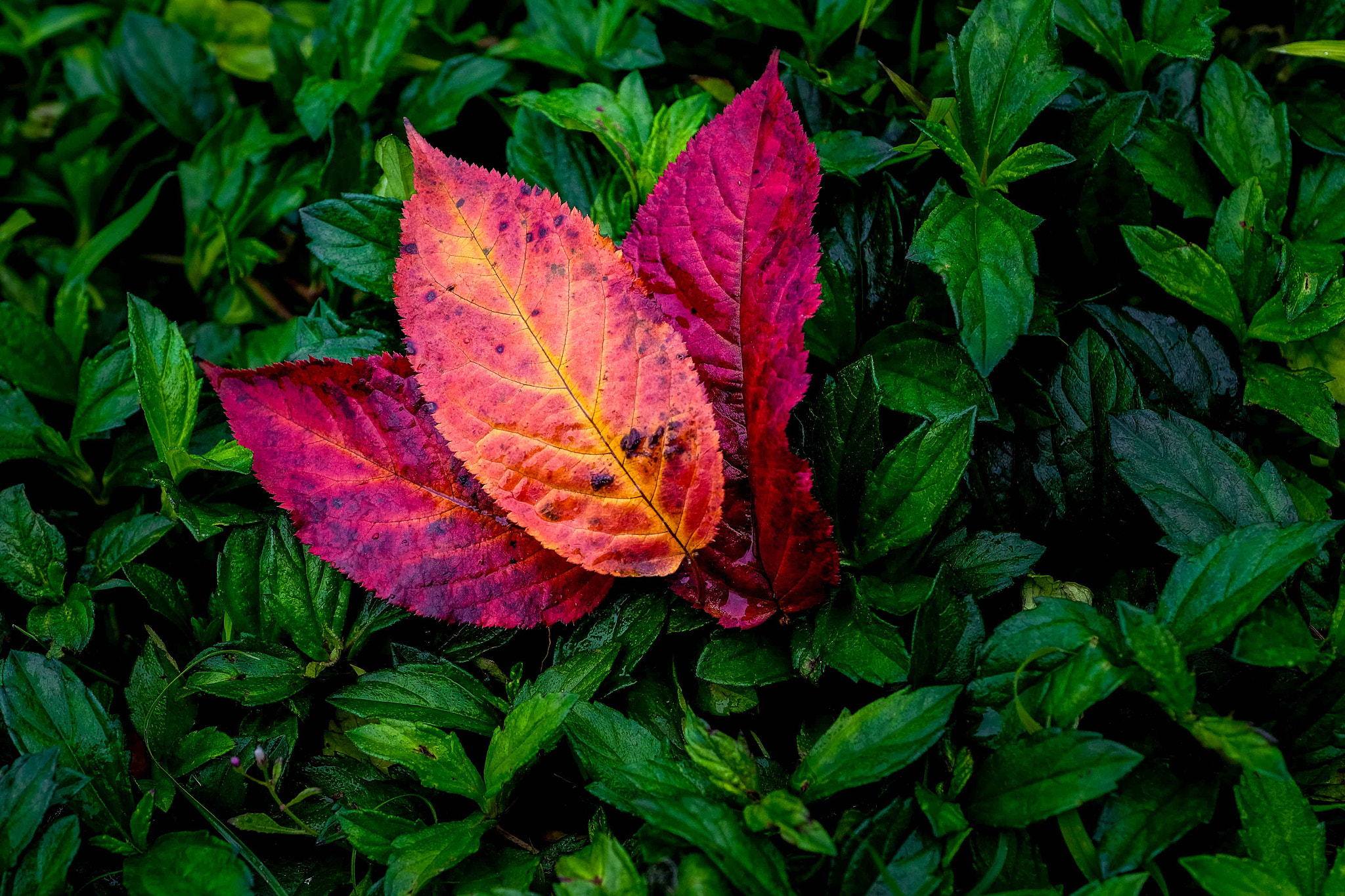 Fujifilm X-Pro2 + Fujifilm XF 16-55mm F2.8 R LM WR sample photo. 落叶2 photography