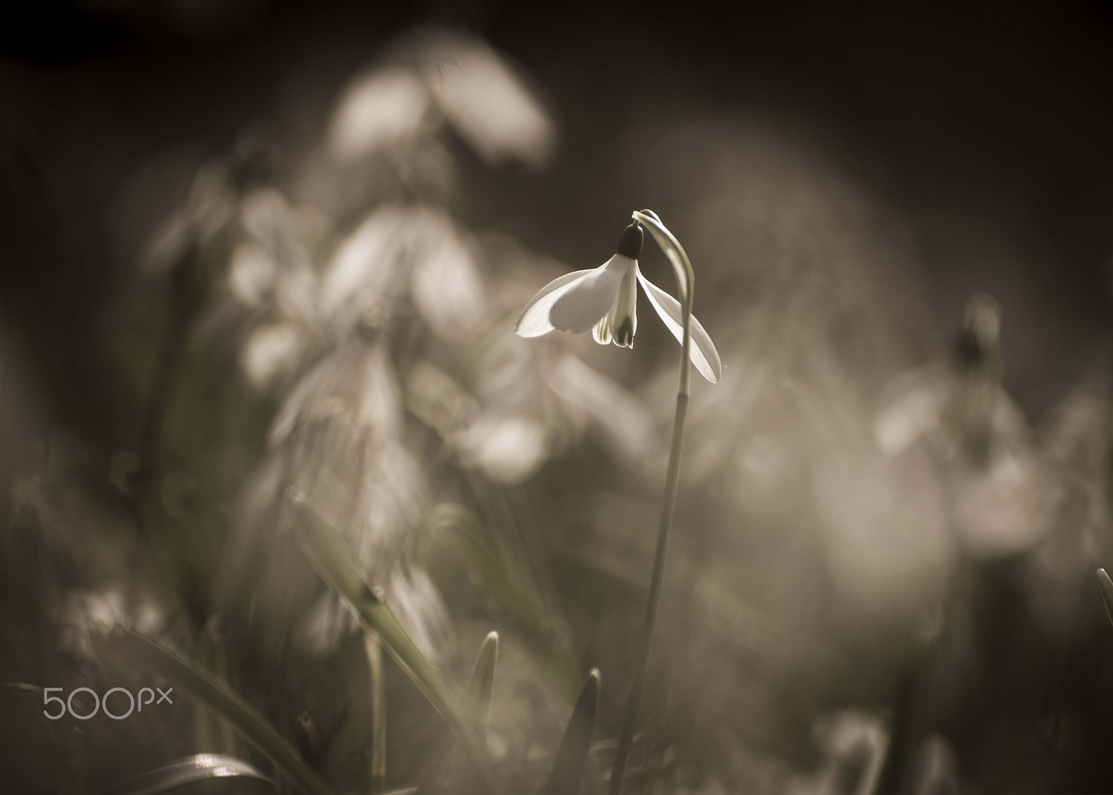 Nikon D600 sample photo. Snowdrop photography