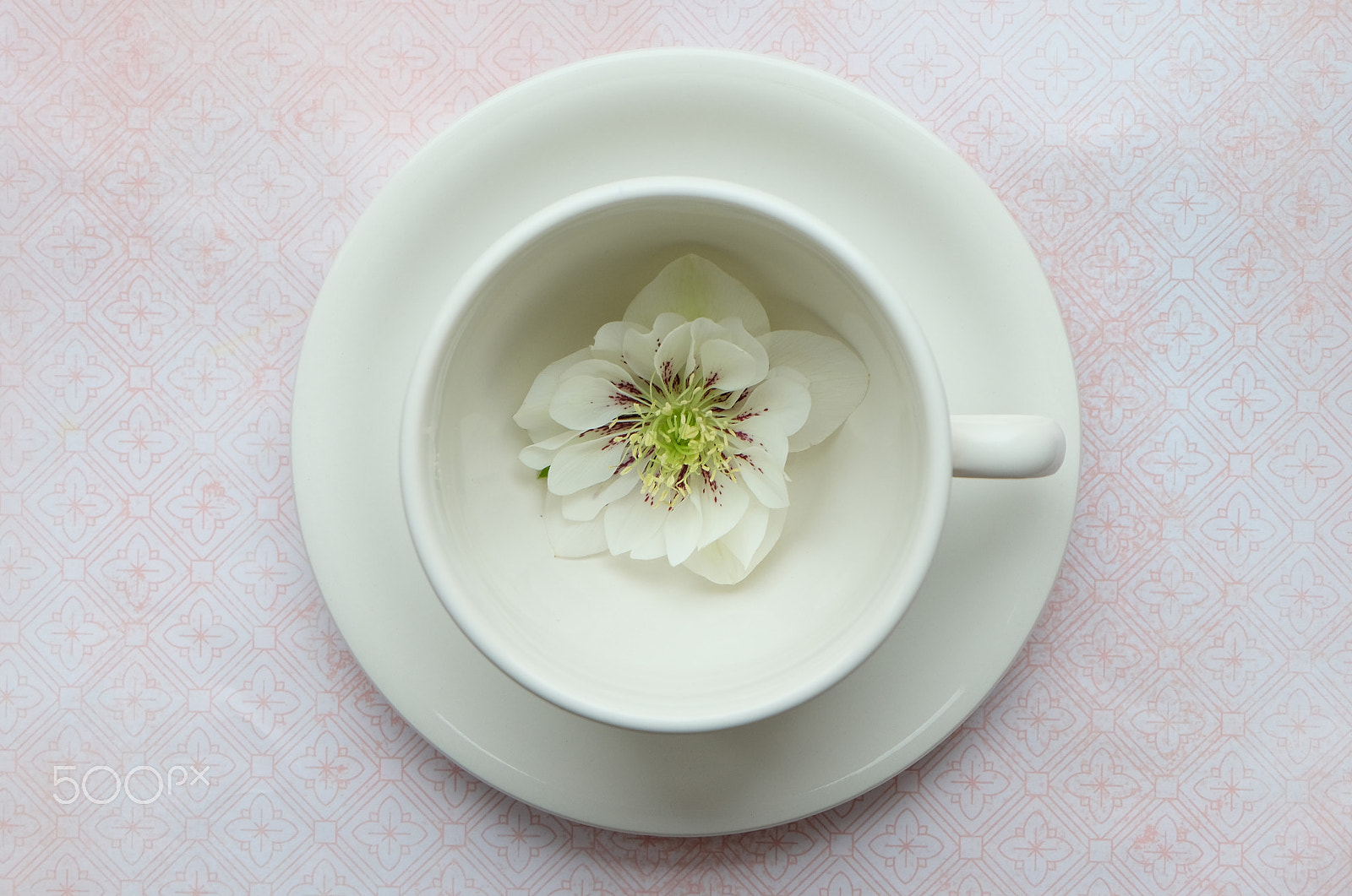 Fujifilm XC 16-50mm F3.5-5.6 OIS II sample photo. Flower in a tea cup photography