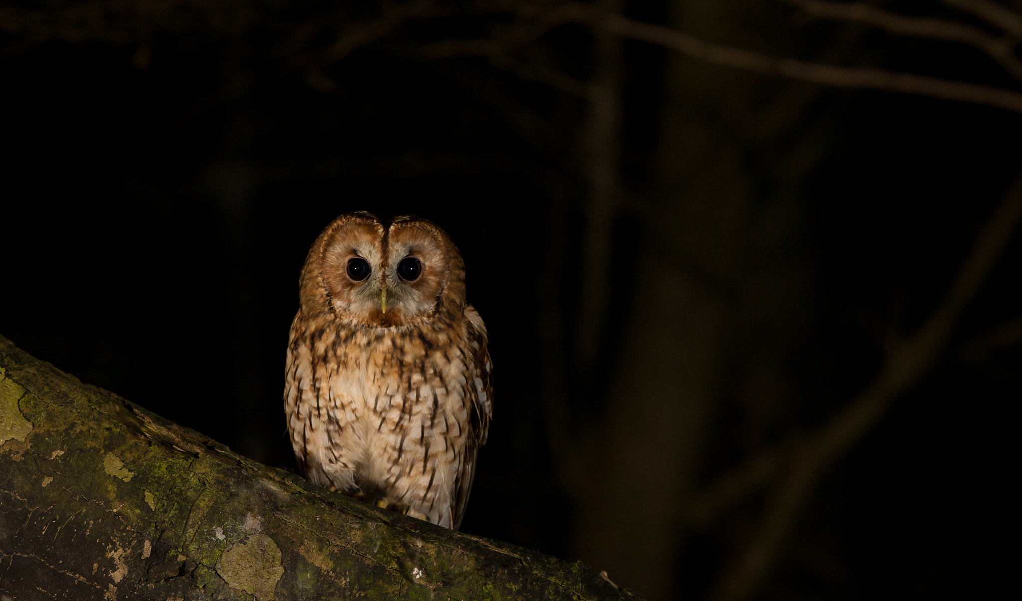 Canon EOS-1D X + Canon EF 300mm F2.8L IS USM sample photo. Night owl photography