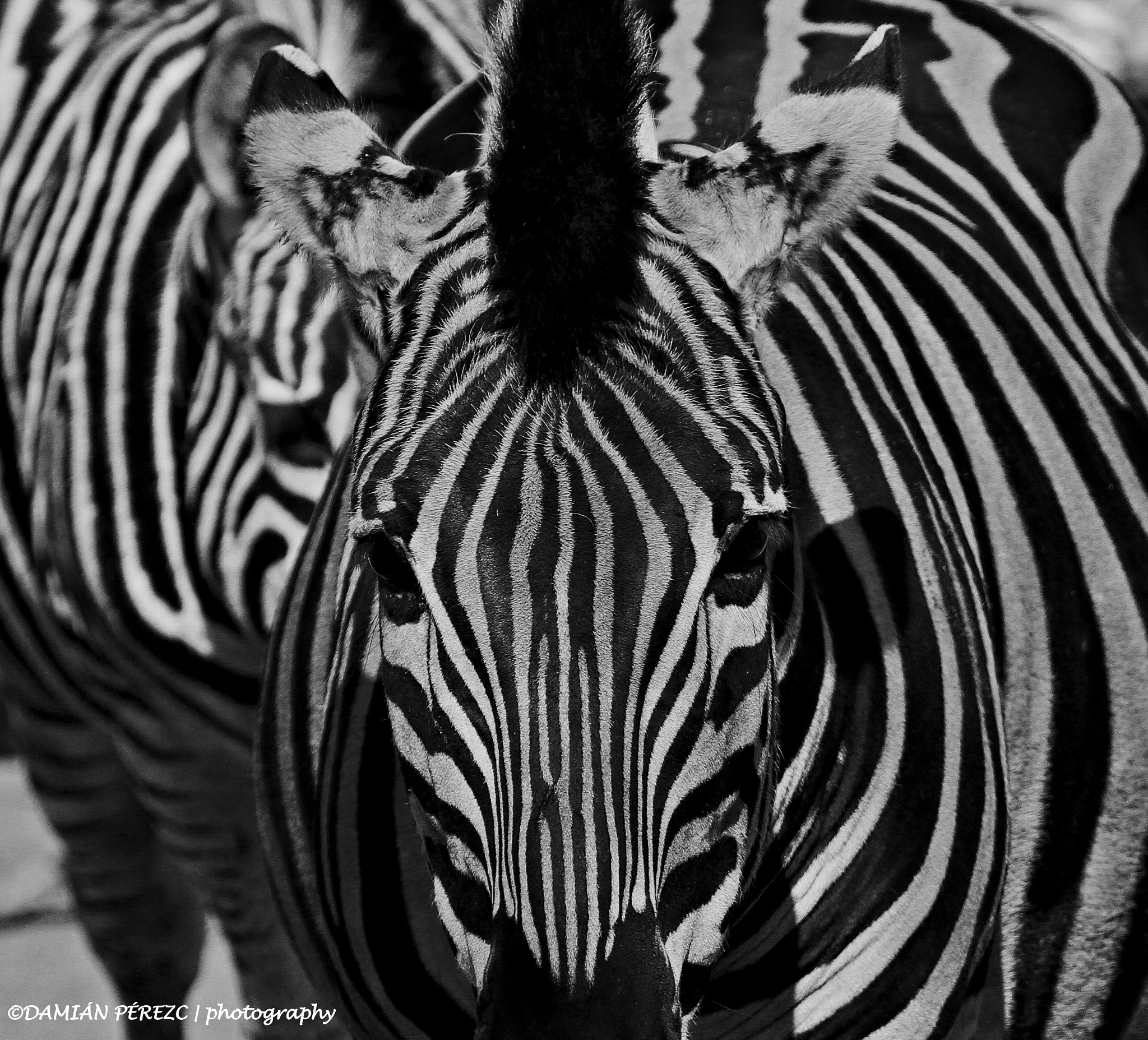 Canon EOS 7D sample photo. Zebra portrait photography