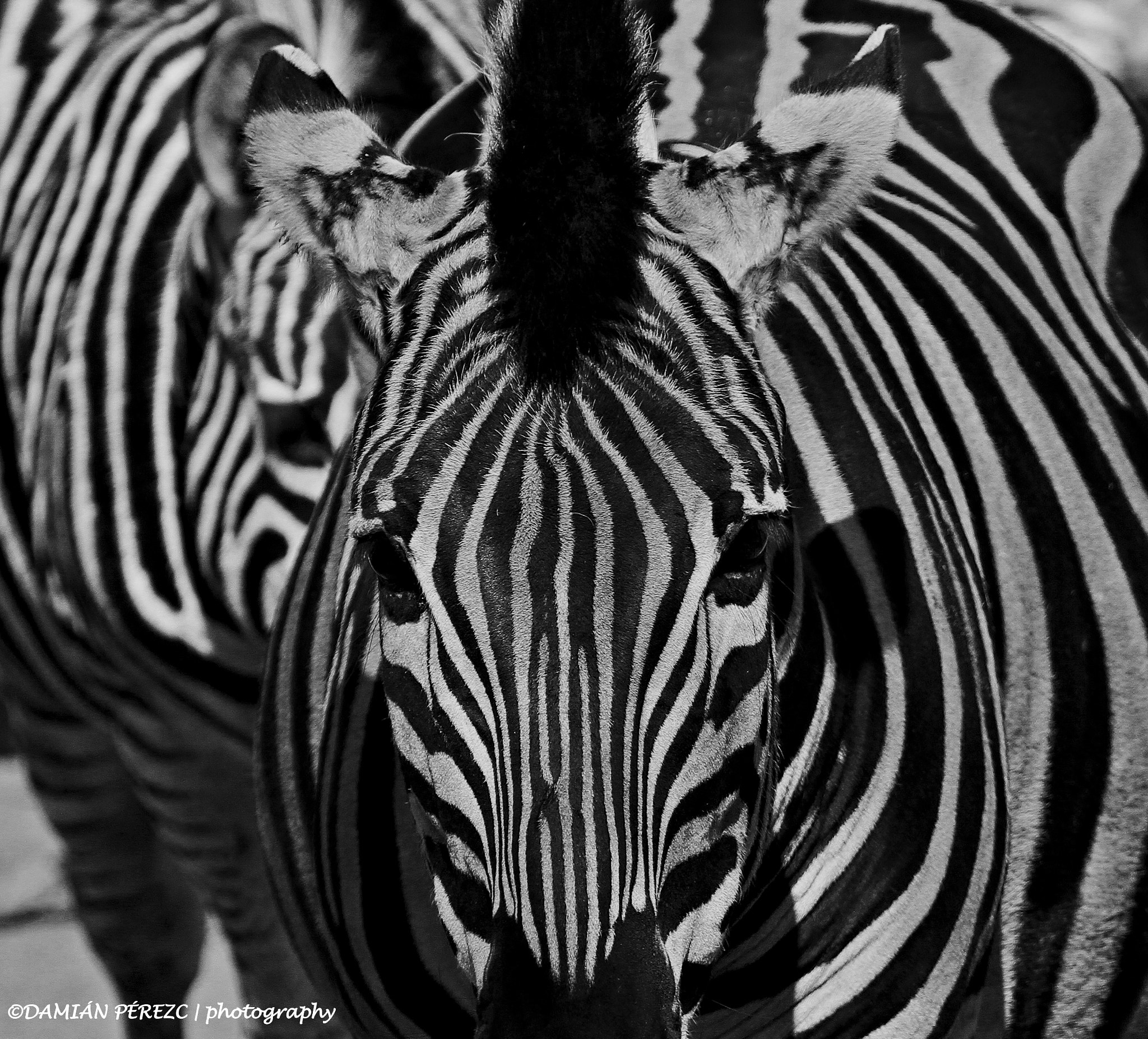 Tamron SP 150-600mm F5-6.3 Di VC USD sample photo. Zebra portrait photography