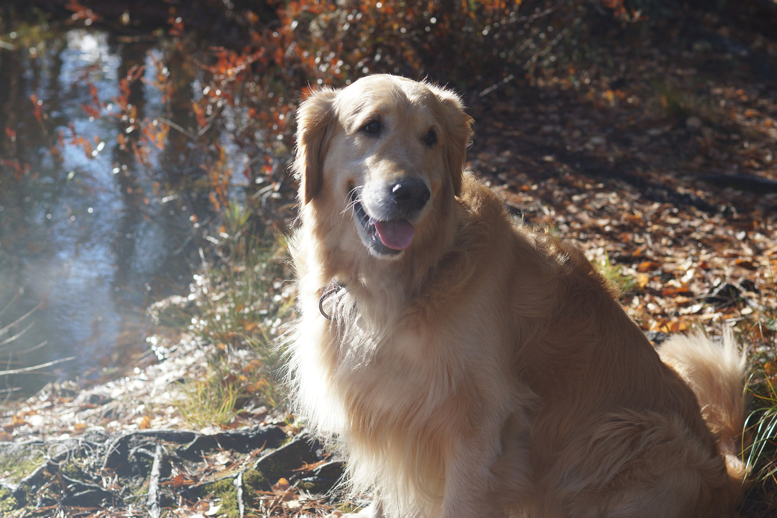 Sony SLT-A65 (SLT-A65V) sample photo. A dog breeds a golden retriever sits in the rays of sunlight on the shore of a forest lake photography