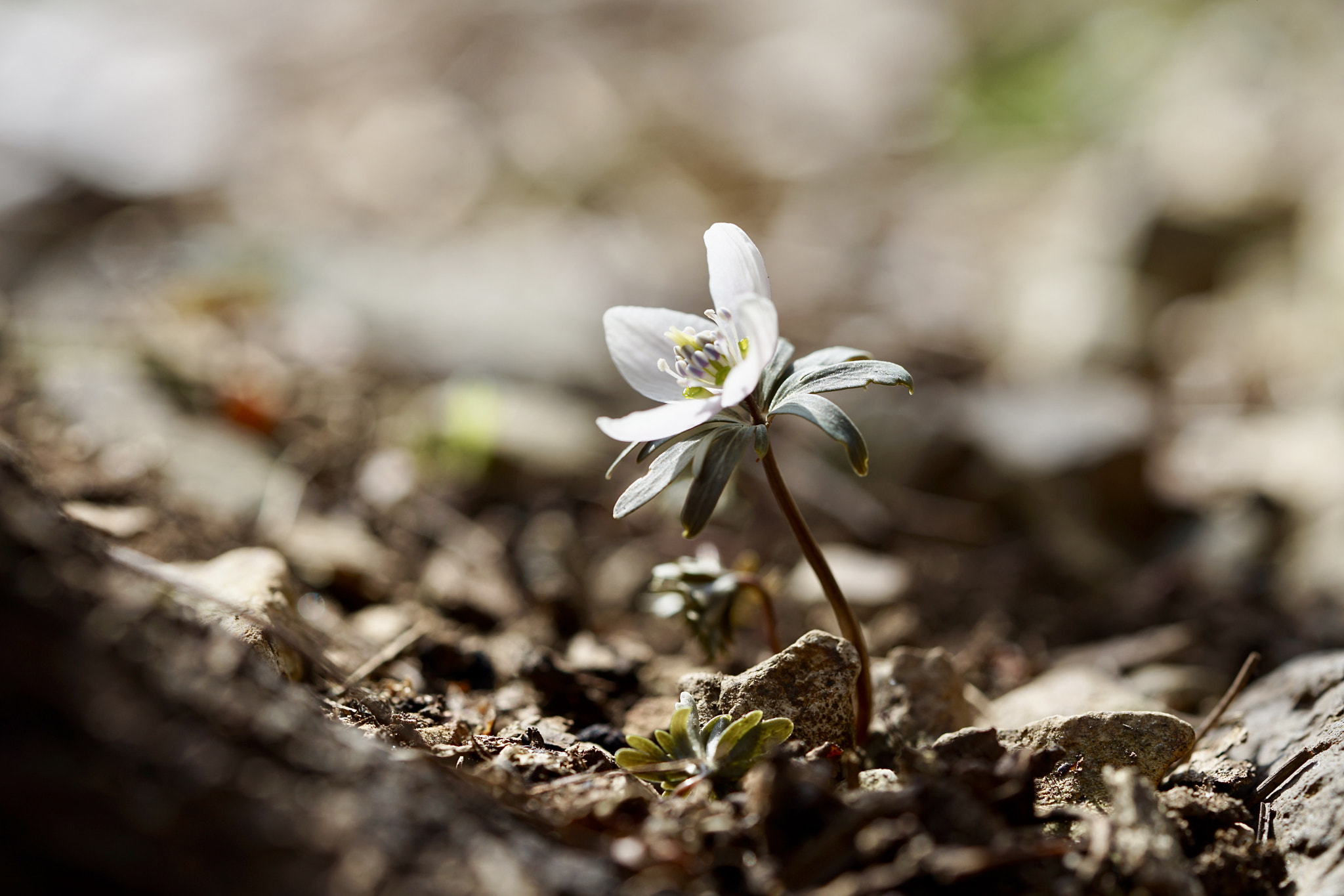 Sony a7 II sample photo. Anemone narcissiflora l. photography