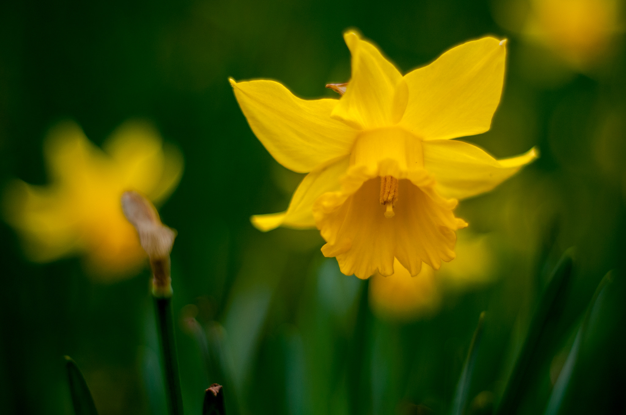 Nikon D300S + Nikon AF Nikkor 50mm F1.8D sample photo. Flowers in spring photography