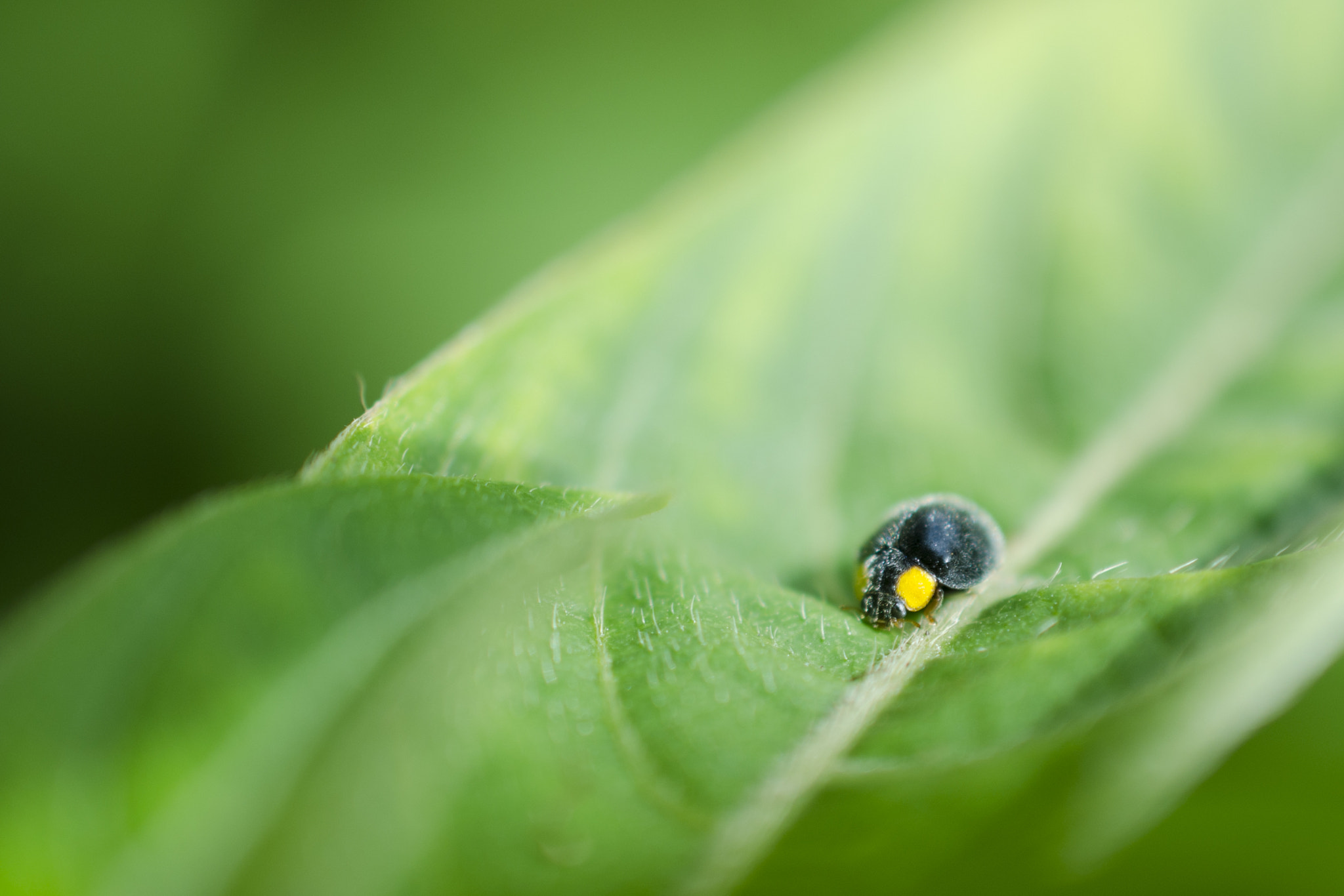 Nikon AF-S DX Micro Nikkor 40mm F2.8 sample photo. Ladybug photography