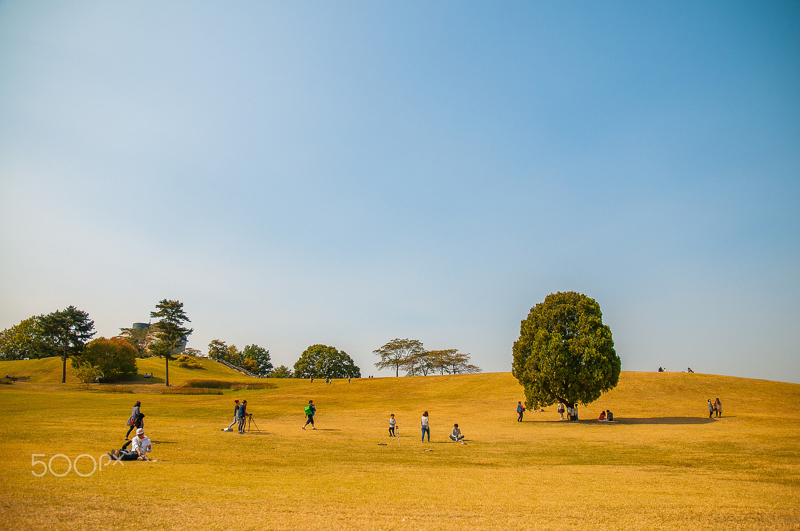 Nikon D300 sample photo. Alone tree photography