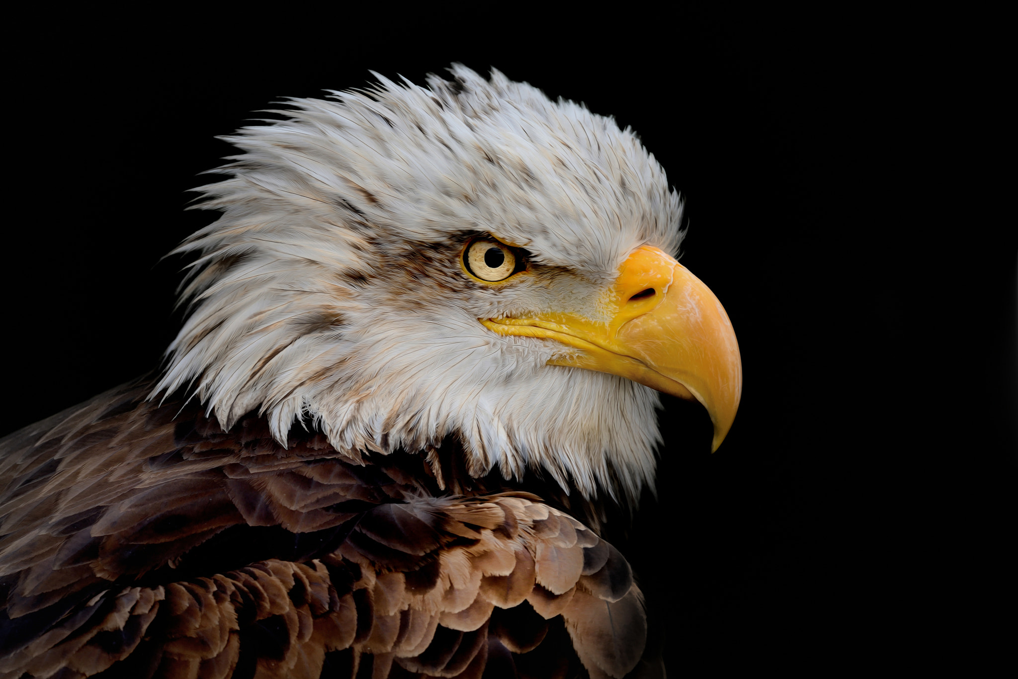 Sigma 150-600mm F5-6.3 DG OS HSM | S sample photo. He has the look photography