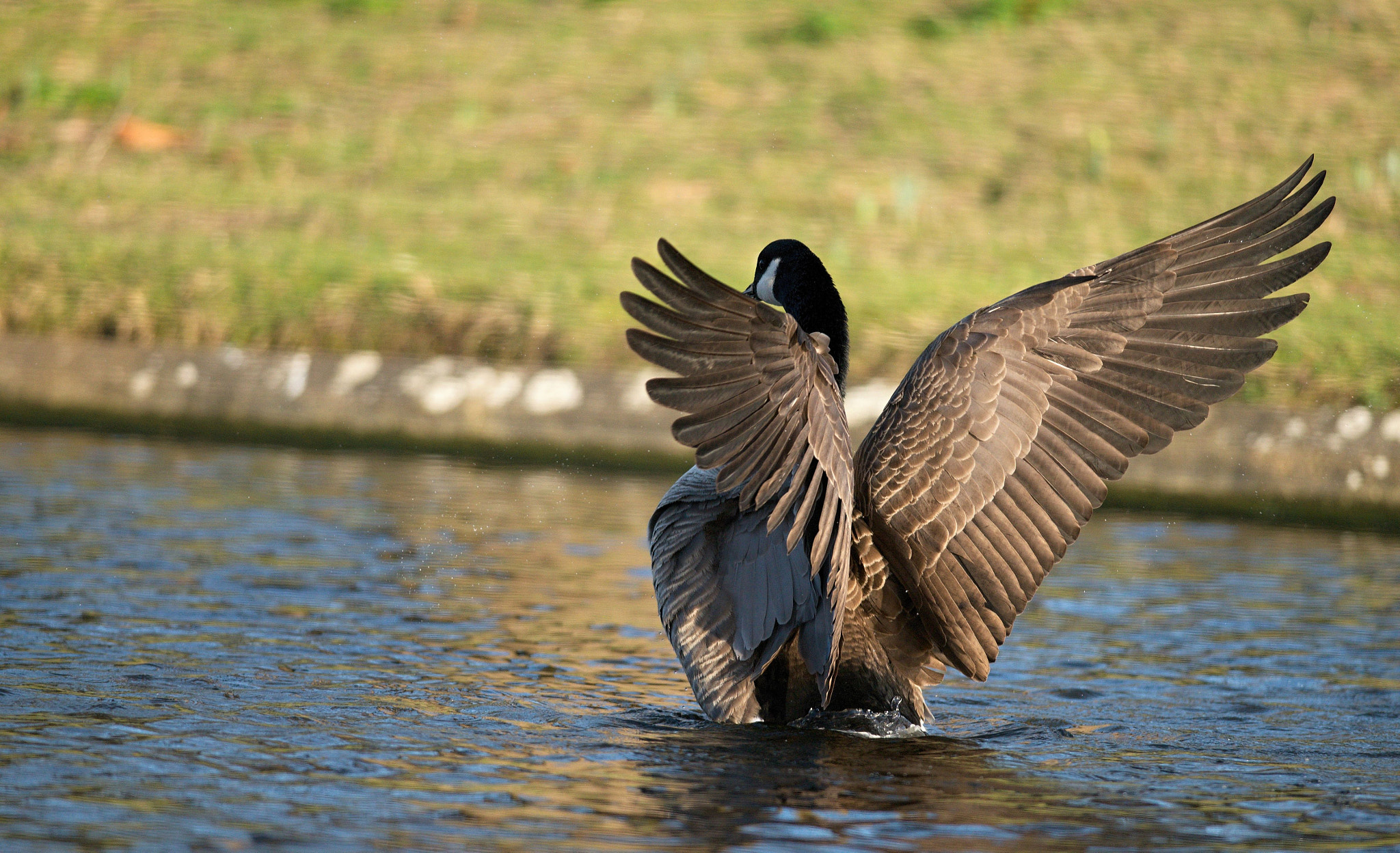 Nikon D610 + Nikon AF-S Nikkor 300mm F4D ED-IF sample photo. Canada goose photography