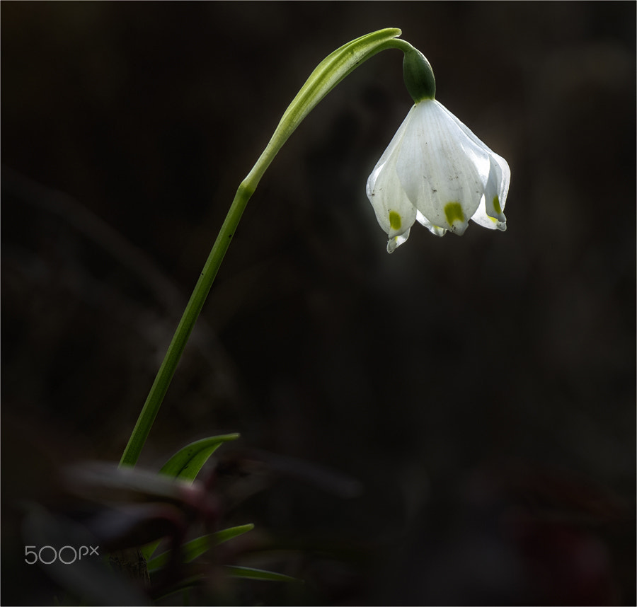 Olympus OM-D E-M5 II sample photo. Märzenbecher photography