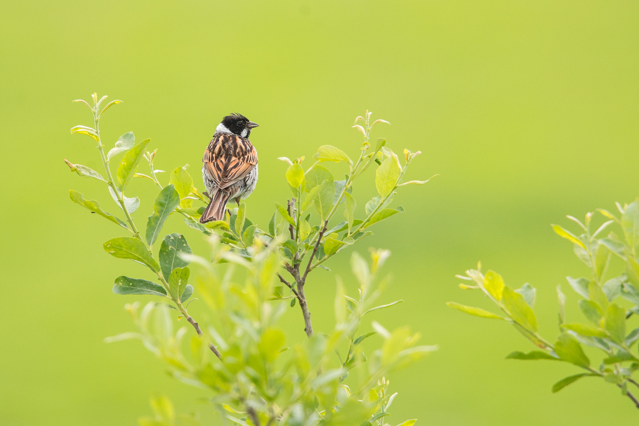 Nikon D800 sample photo. Reed bunting ,rohrammer photography