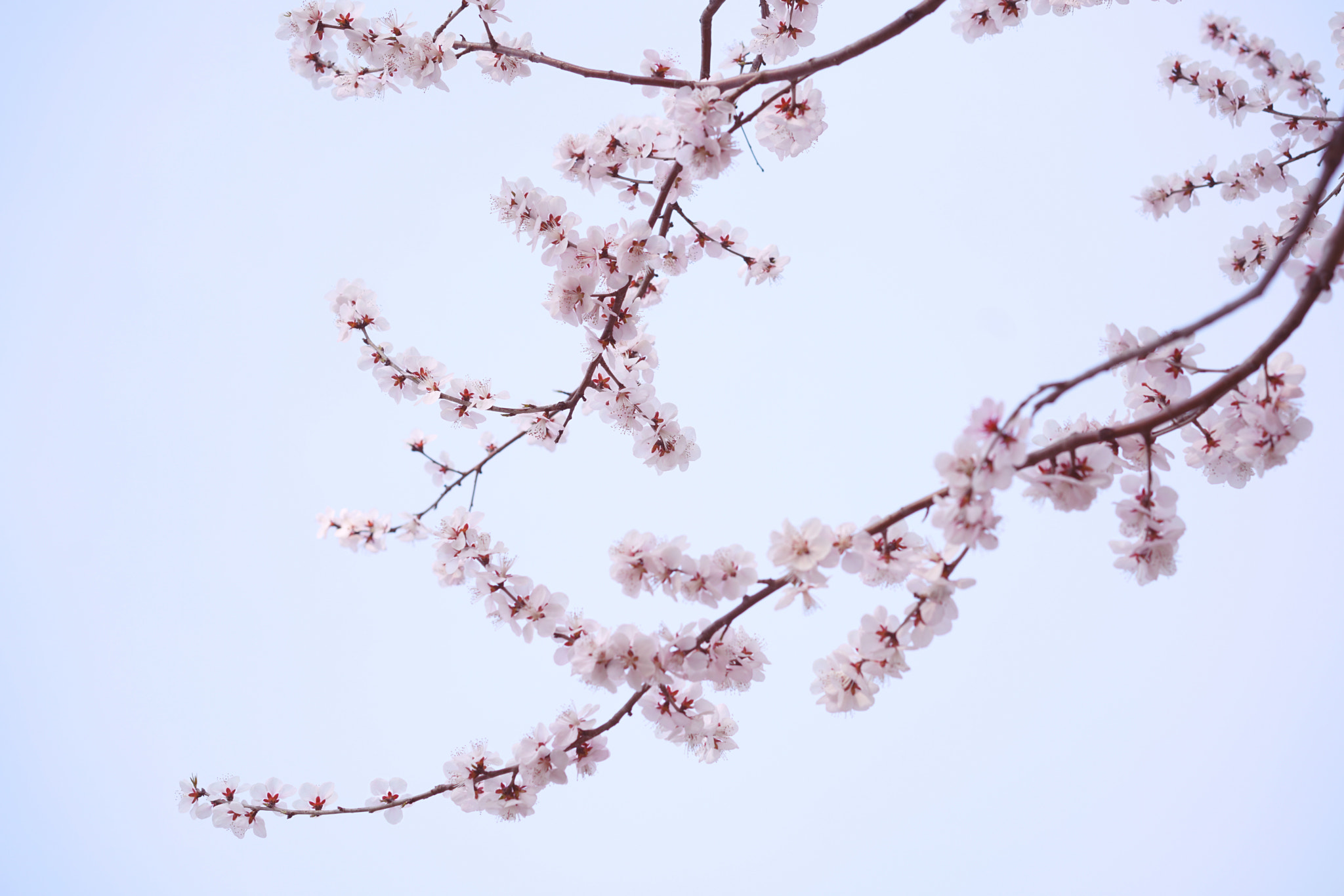 Sony a7R II + Sony Sonnar T* FE 55mm F1.8 ZA sample photo