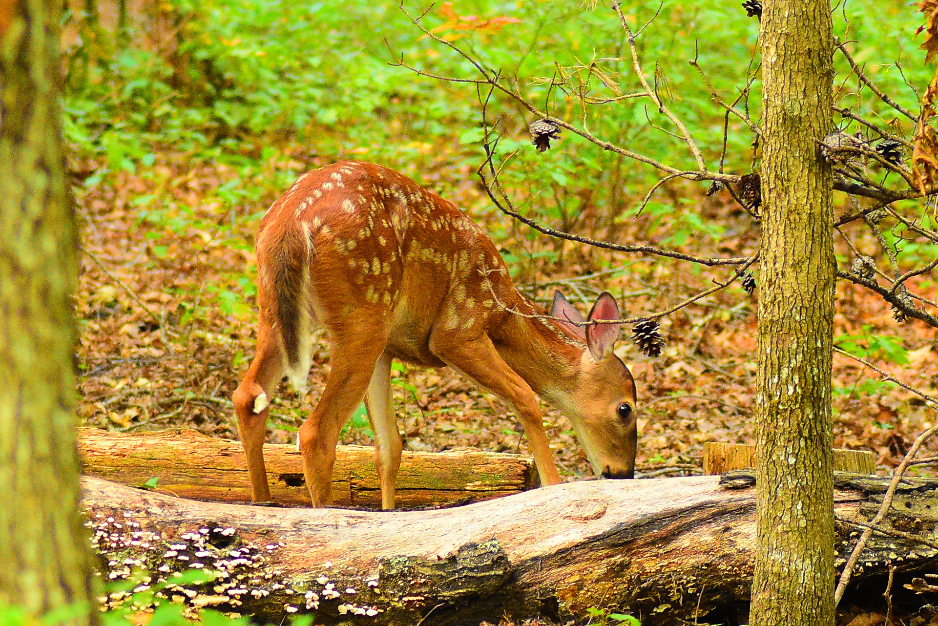 Nikon D7200 + Tokina AT-X Pro 100mm F2.8 Macro sample photo. Grazing fawn photography