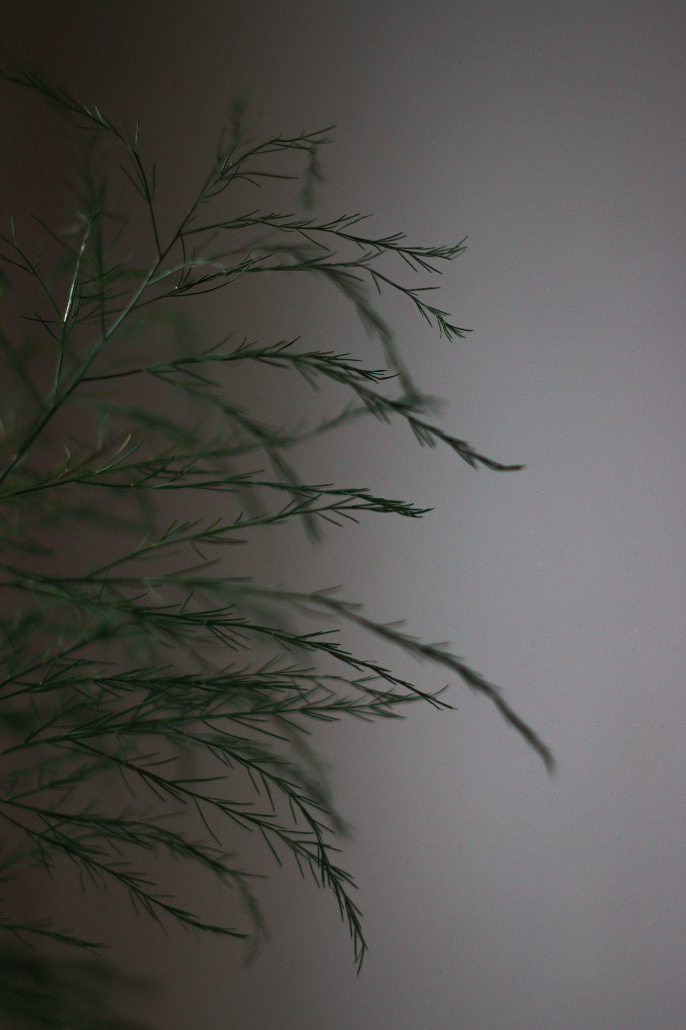 Canon EF 35-80mm f/4-5.6 sample photo. 507 photography