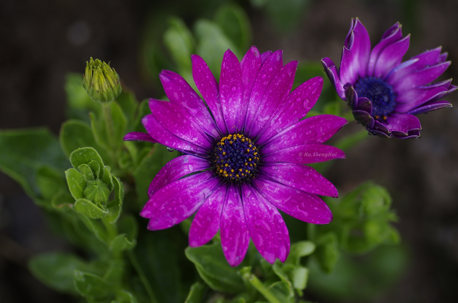 Pentax K-5 sample photo. Flower photography