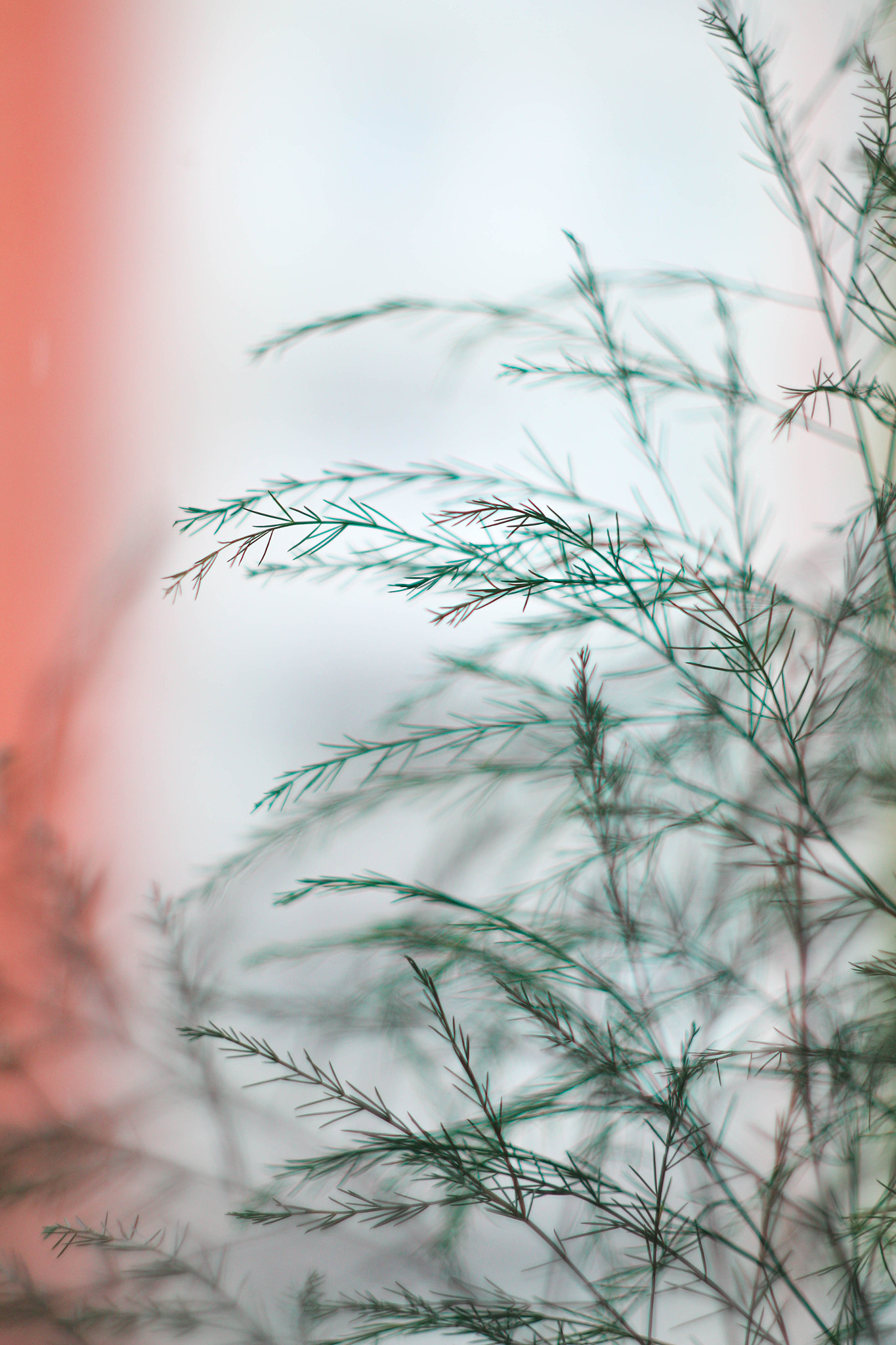 Canon EF 35-80mm f/4-5.6 sample photo. 508 photography