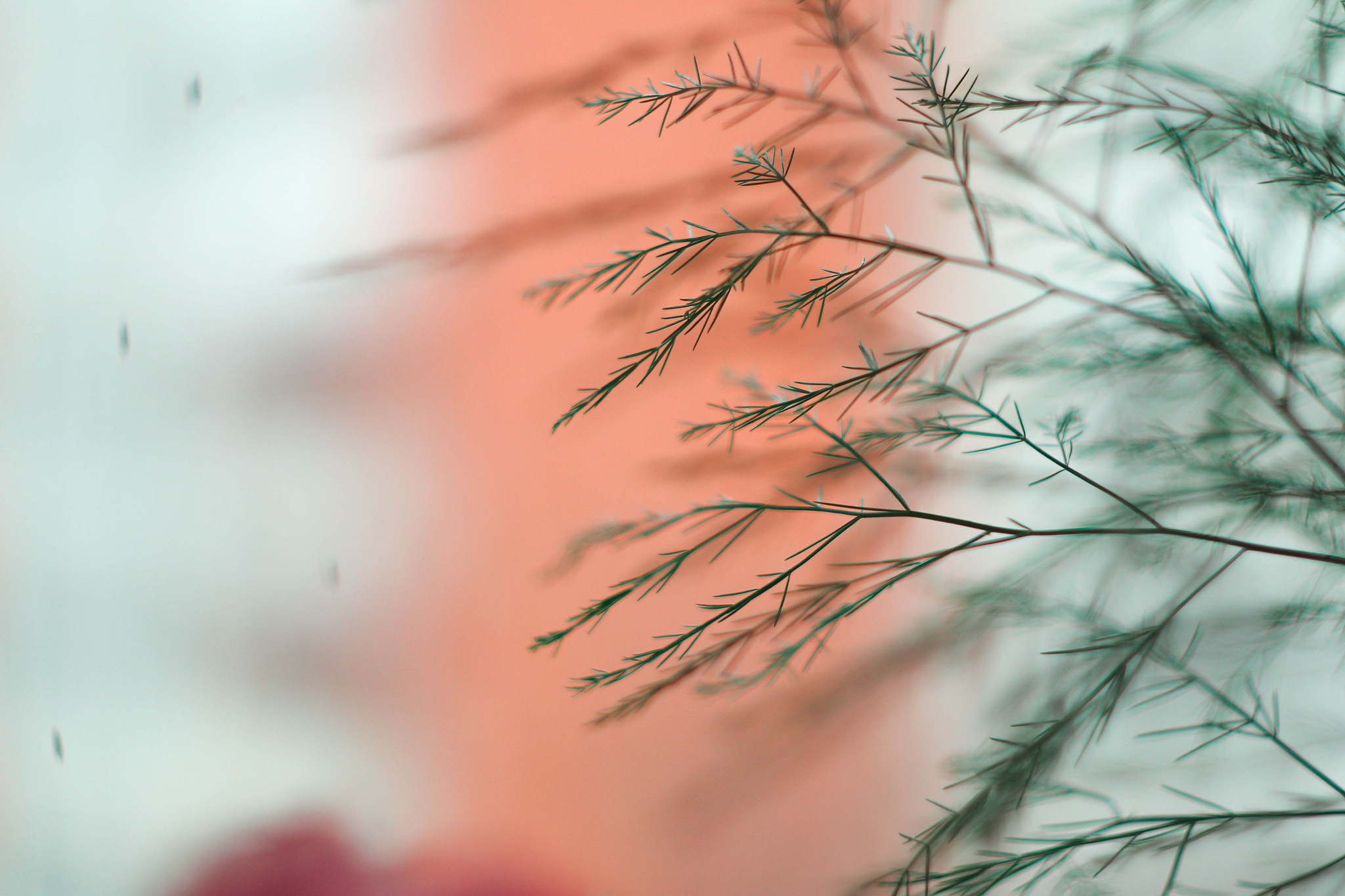 Canon EF 35-80mm f/4-5.6 sample photo. 509 photography