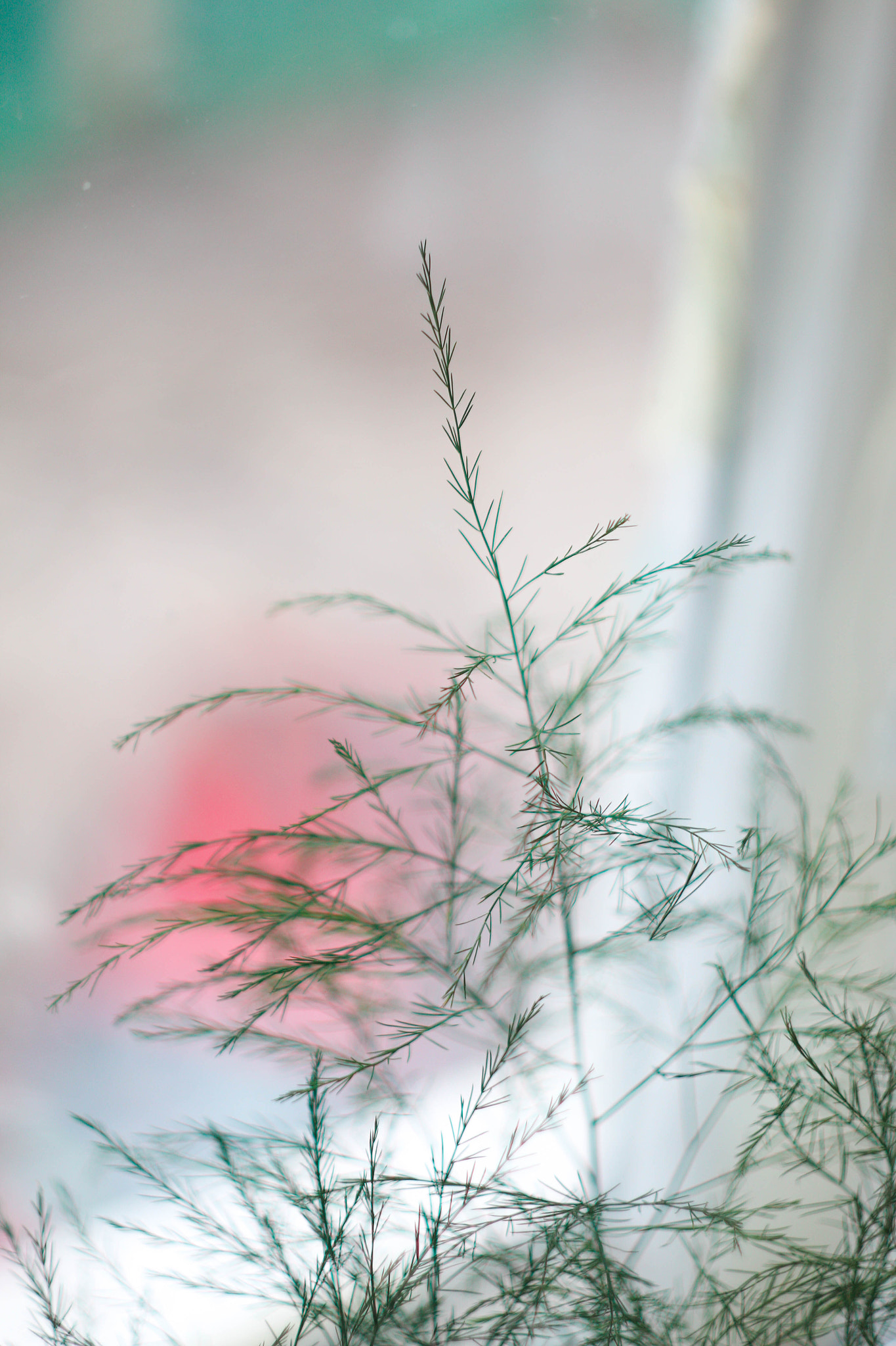Canon EF 35-80mm f/4-5.6 sample photo. 512 photography