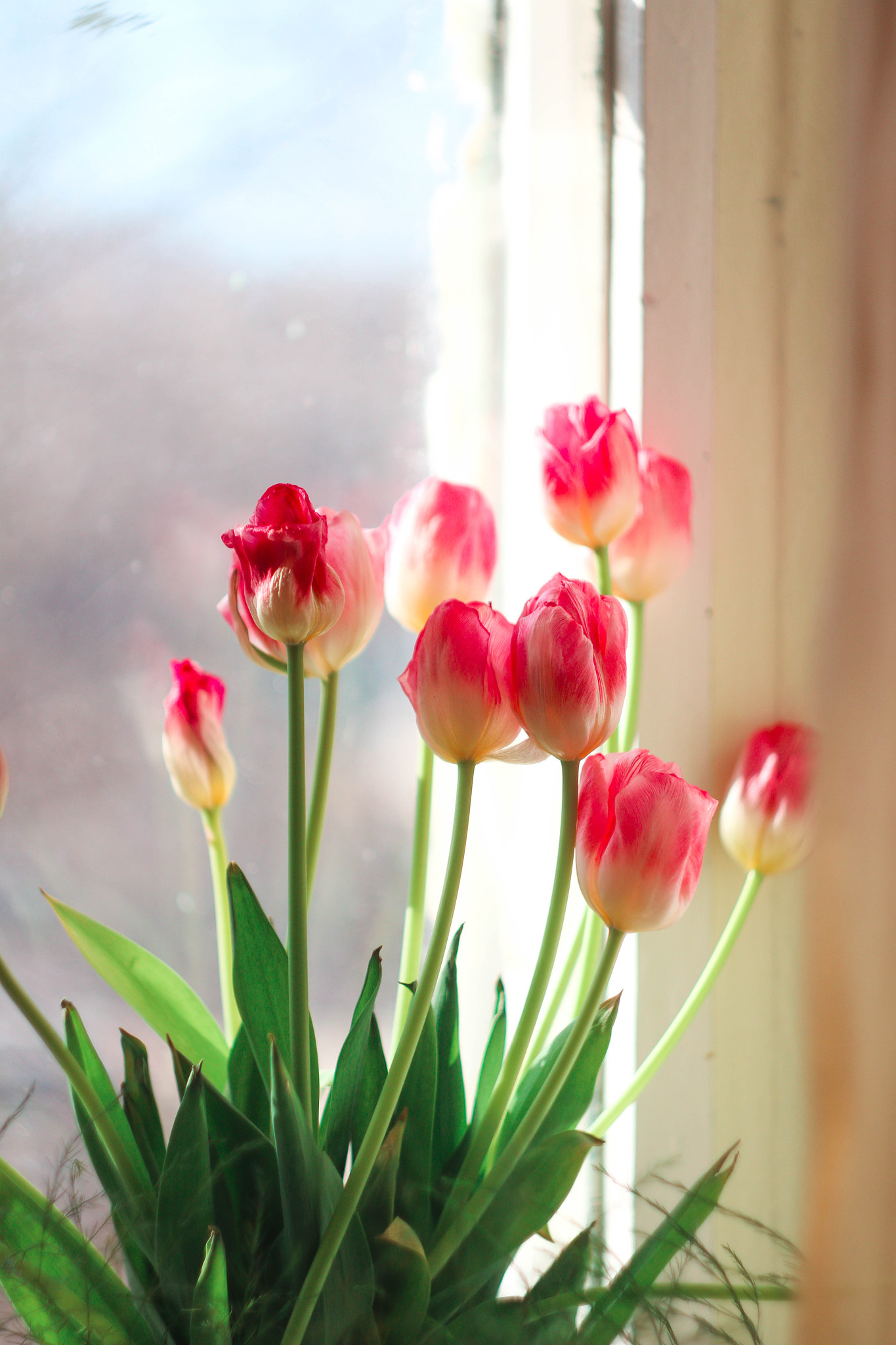 Canon EF 35-80mm f/4-5.6 sample photo. 517 photography