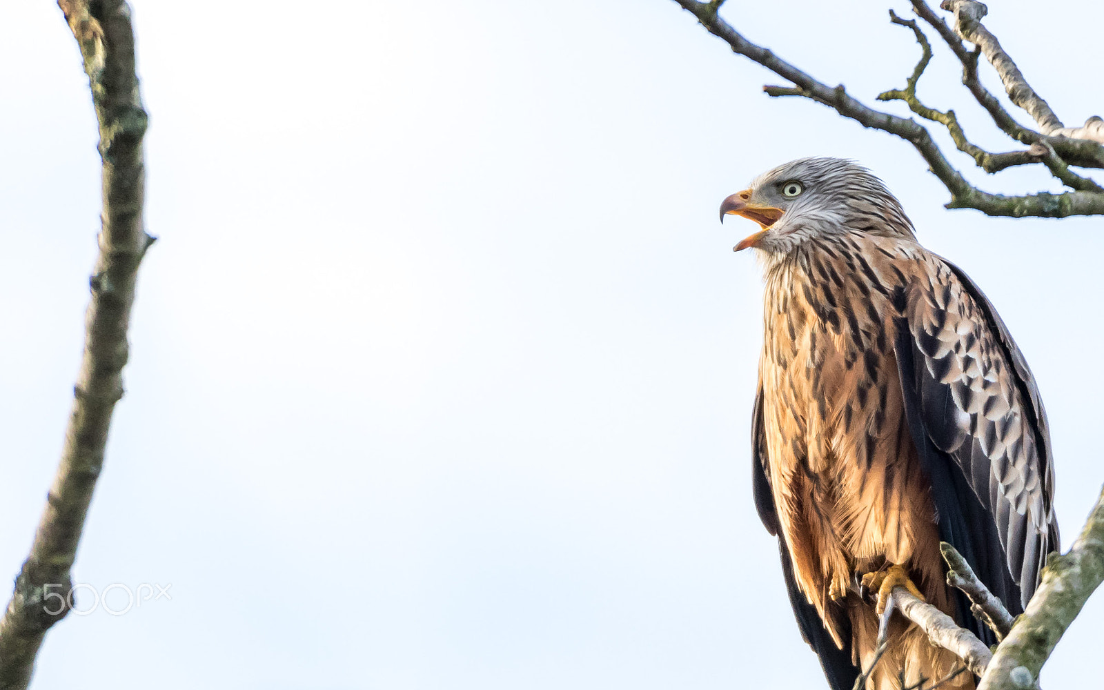 150-600mm F5-6.3 DG OS HSM | Sports 014 sample photo. Red kite photography