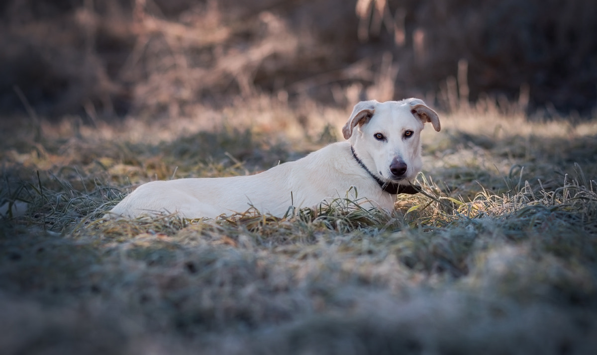 Canon EOS 700D (EOS Rebel T5i / EOS Kiss X7i) sample photo. Cold morning photography