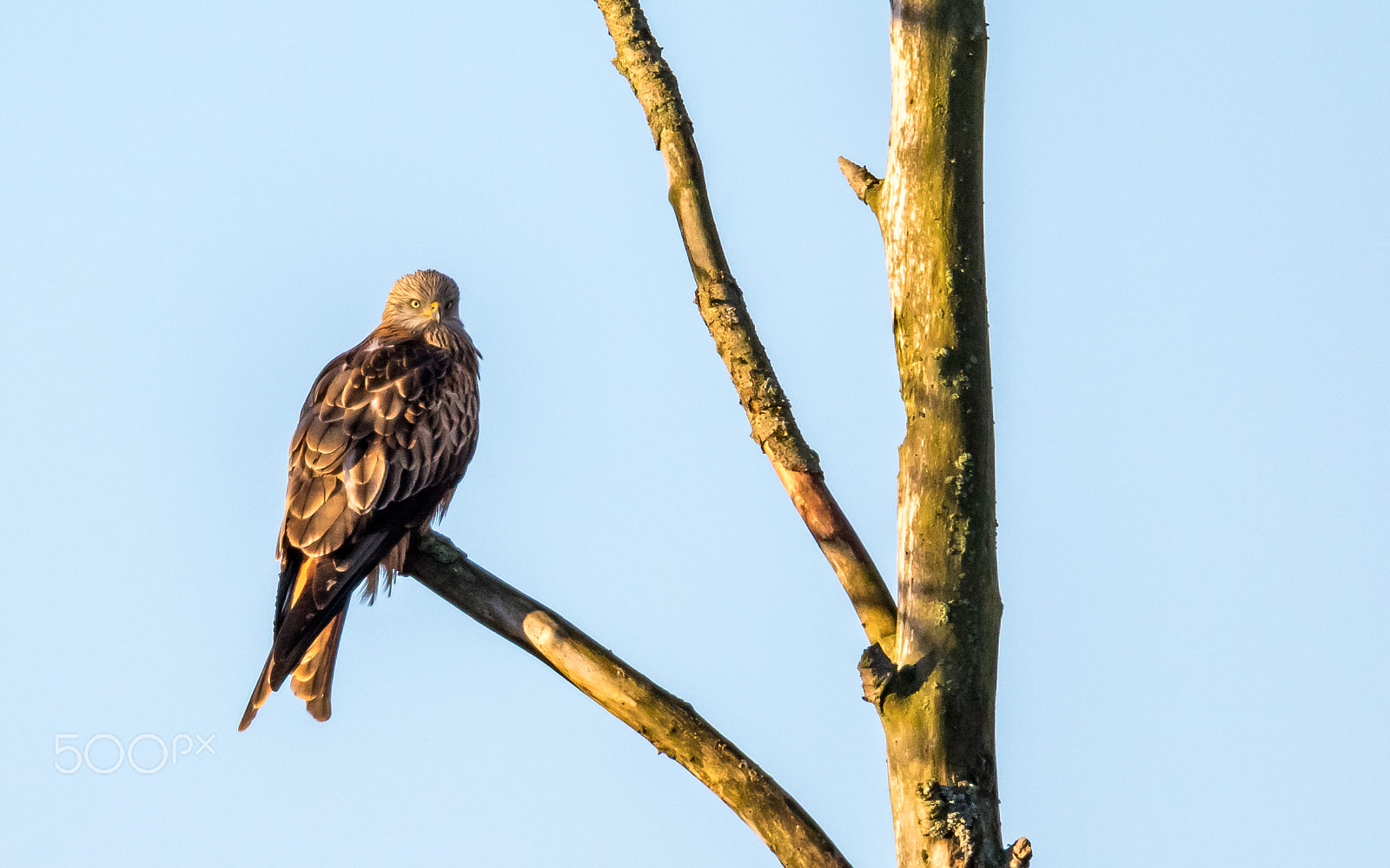 150-600mm F5-6.3 DG OS HSM | Sports 014 sample photo. The look photography