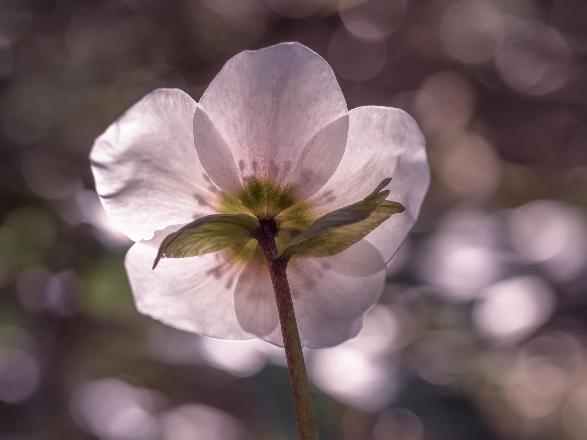 Olympus OM-D E-M5 II sample photo. A rose is a rose is a rose is a rose photography