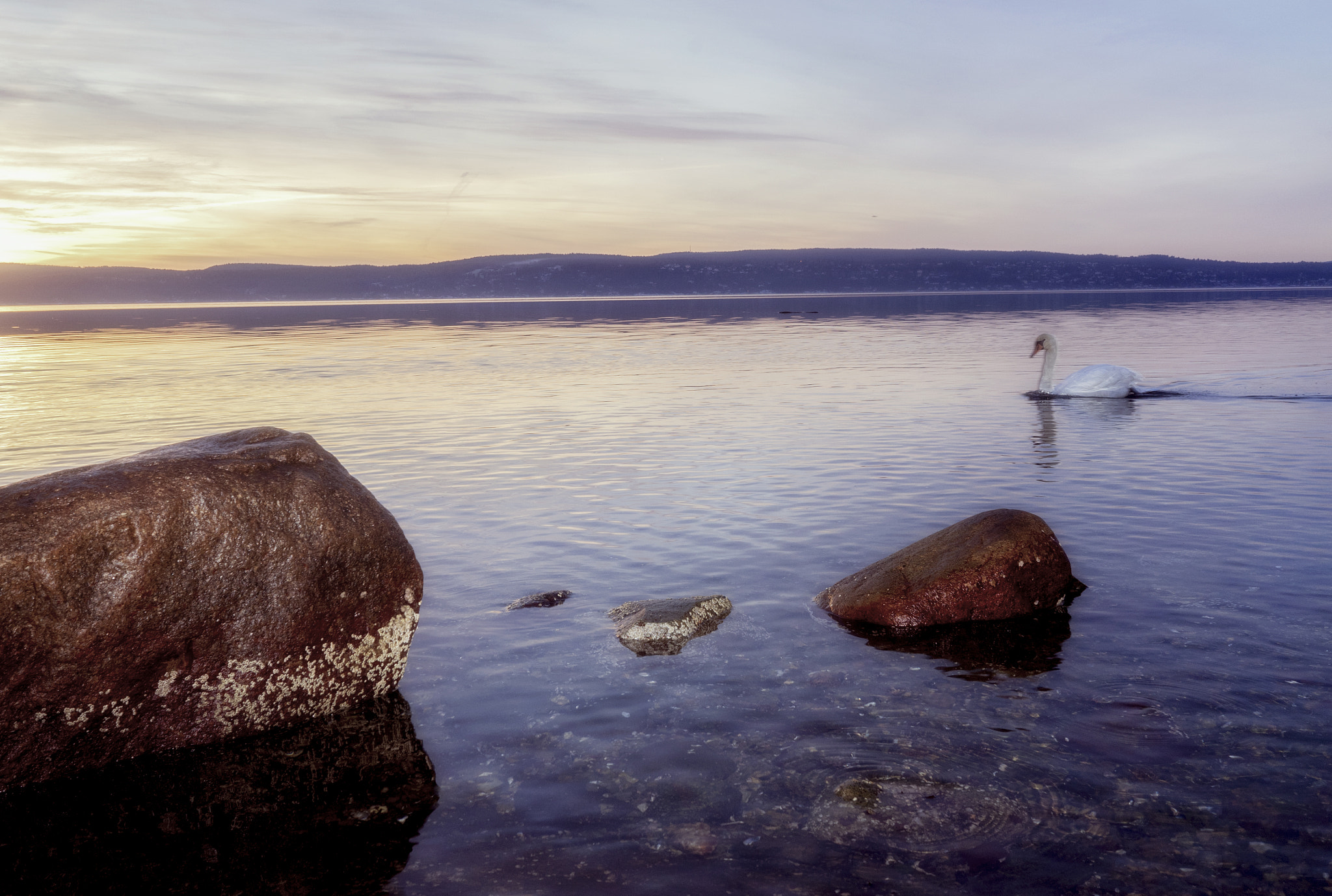 Sony a7 + Sony FE 28mm F2 sample photo. Swan in oslofjord photography