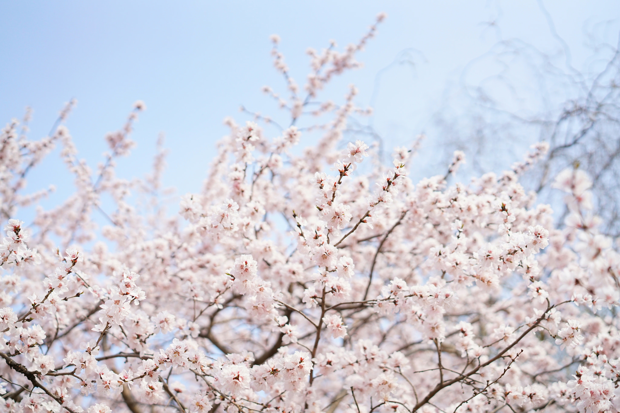 Sony a7R II + Sony Sonnar T* FE 55mm F1.8 ZA sample photo