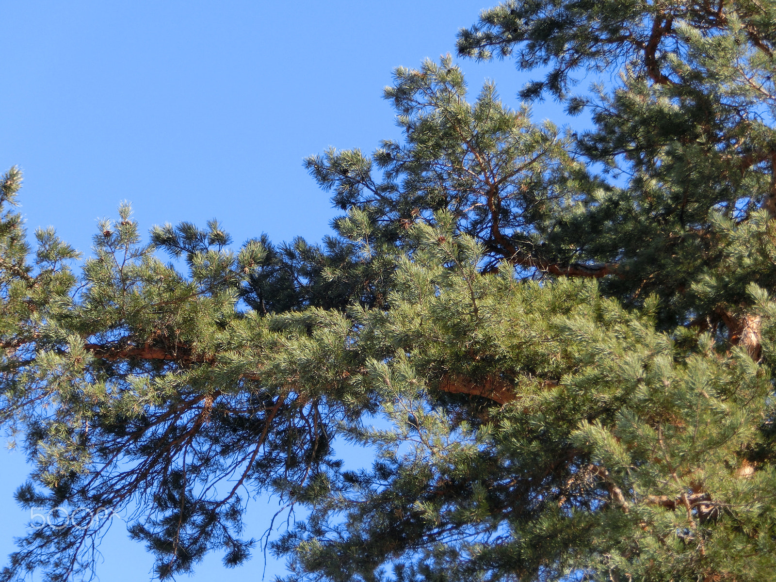 CASIO EX-ZR300 sample photo. Trees and sky photography