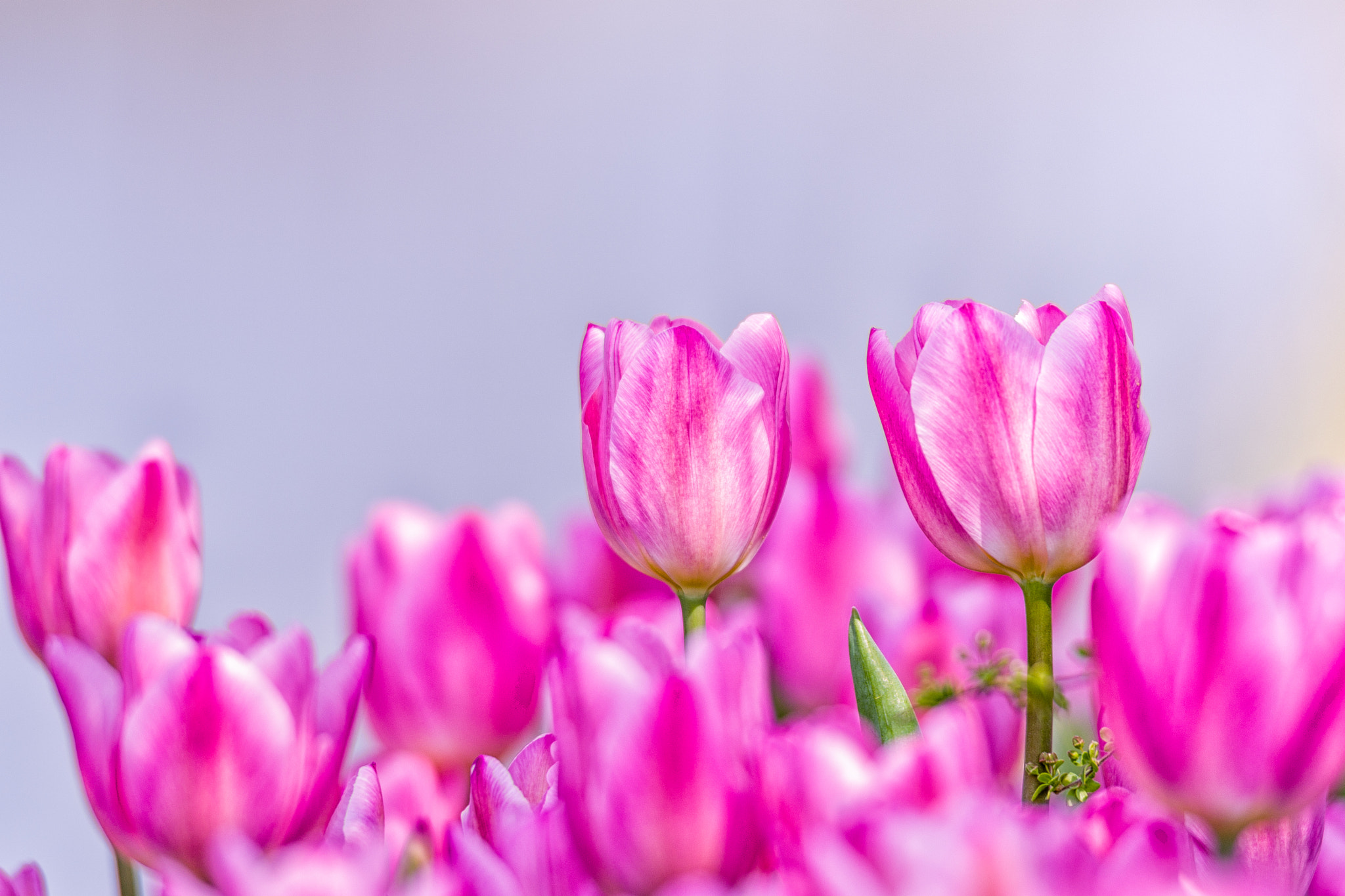 Pentax D FA* 70-200mm F2.8ED DC AW sample photo. Boming spring photography