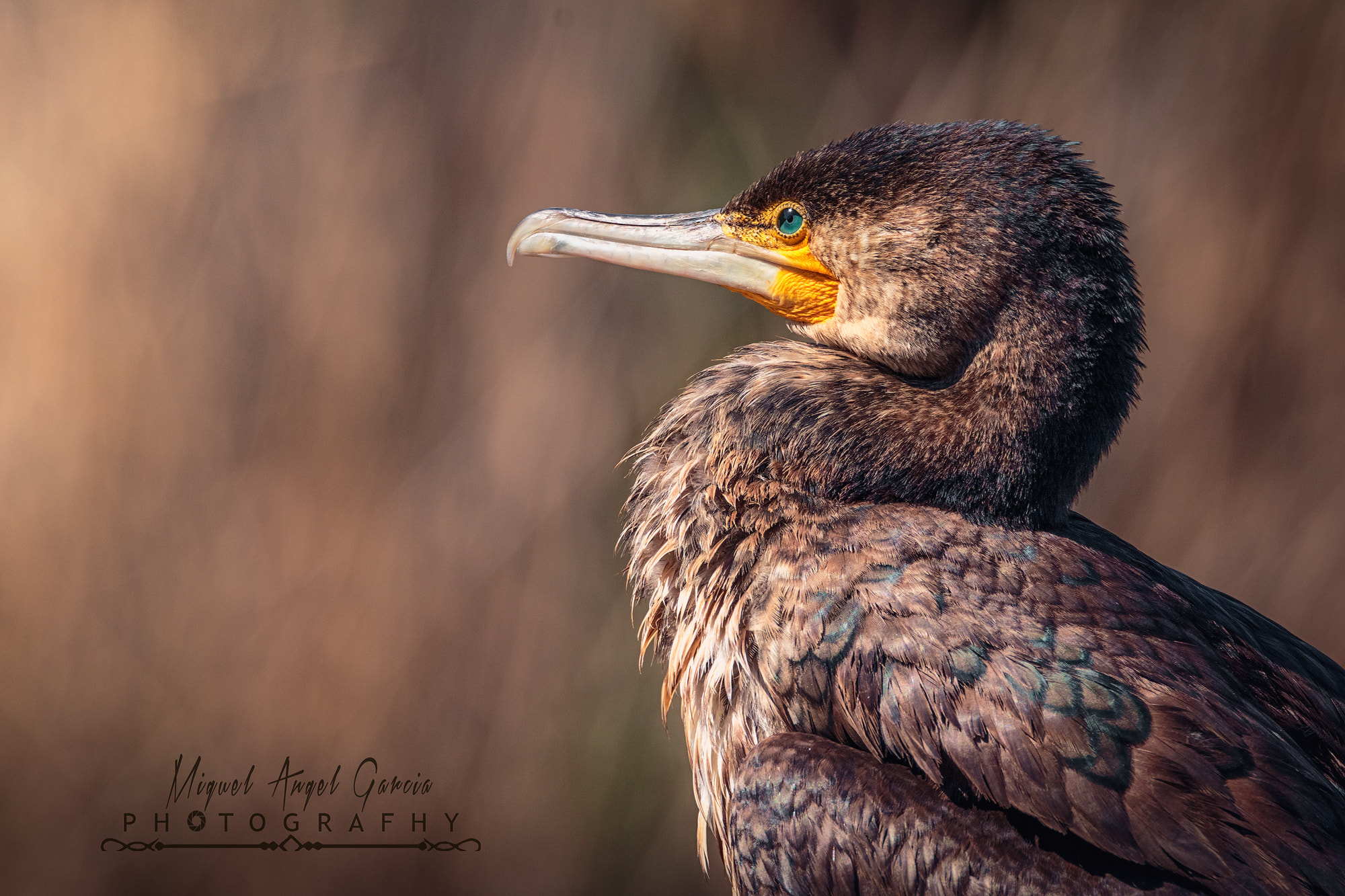 Tamron SP 150-600mm F5-6.3 Di VC USD sample photo. No me toques.... photography