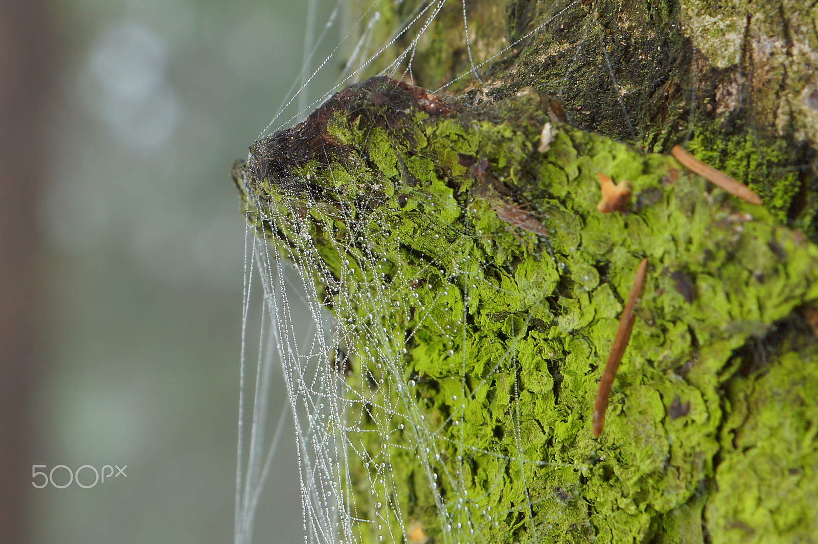 Sony SLT-A65 (SLT-A65V) sample photo. Dew drops on a spider web on a tree with a green bark photography