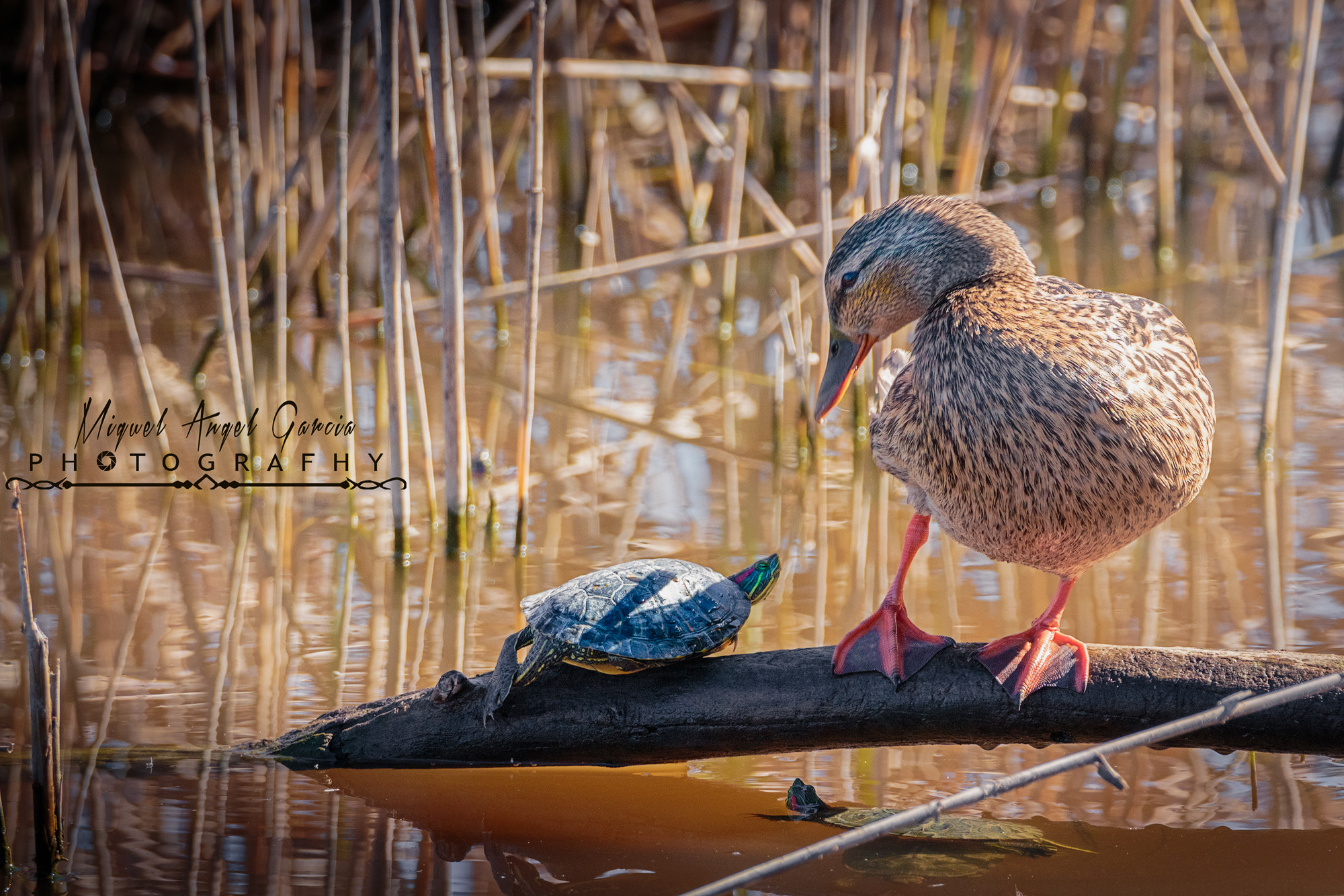 Tamron SP 150-600mm F5-6.3 Di VC USD sample photo. No me toques.... photography