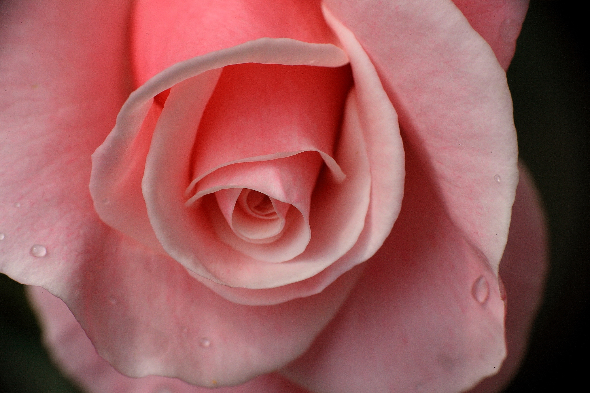 Canon EOS-1Ds Mark III sample photo. Rose photography