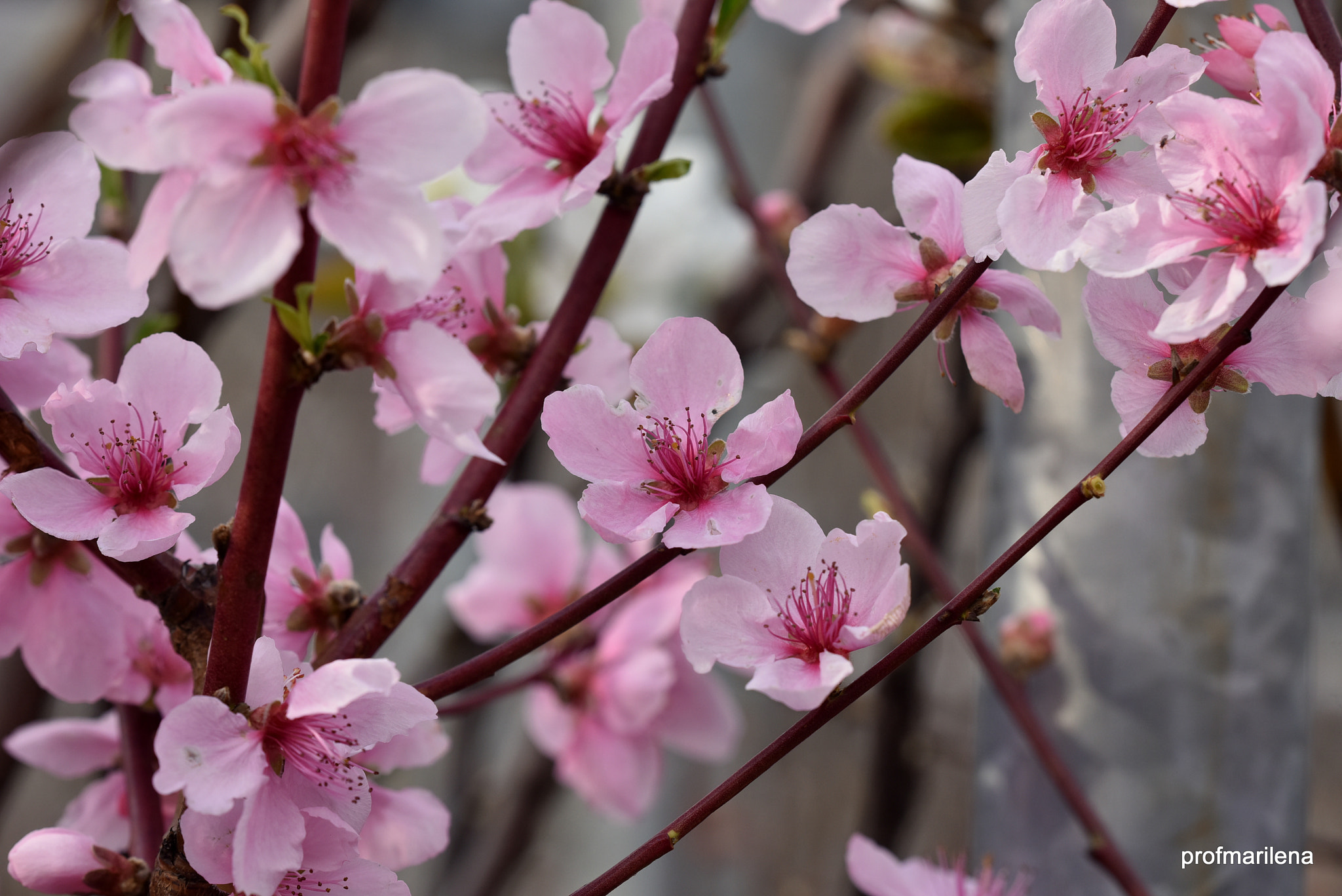 Nikon D810 sample photo. Peach flowers photography