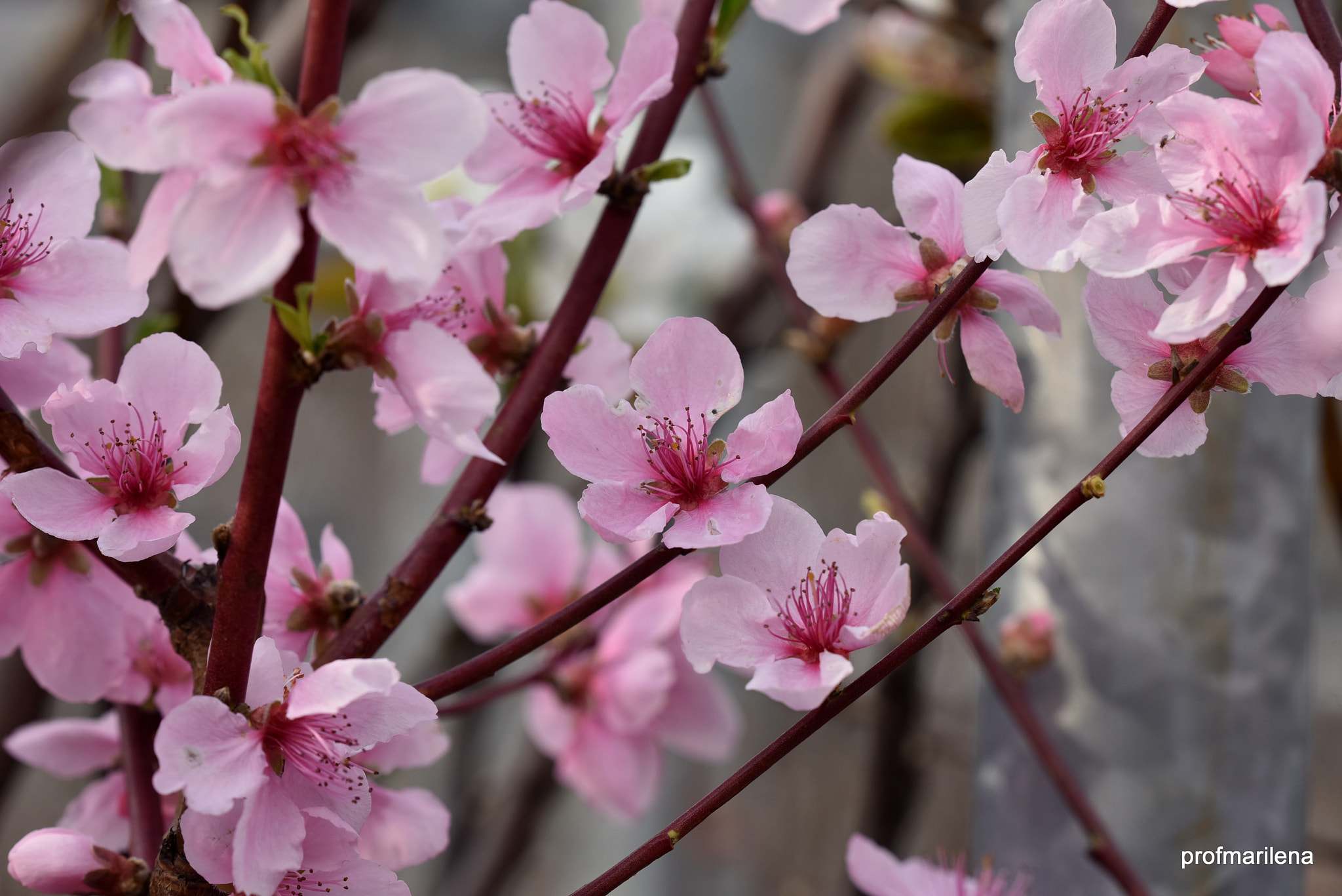 Nikon D810 + Sigma 150mm F2.8 EX DG OS Macro HSM sample photo. Peach flowers photography