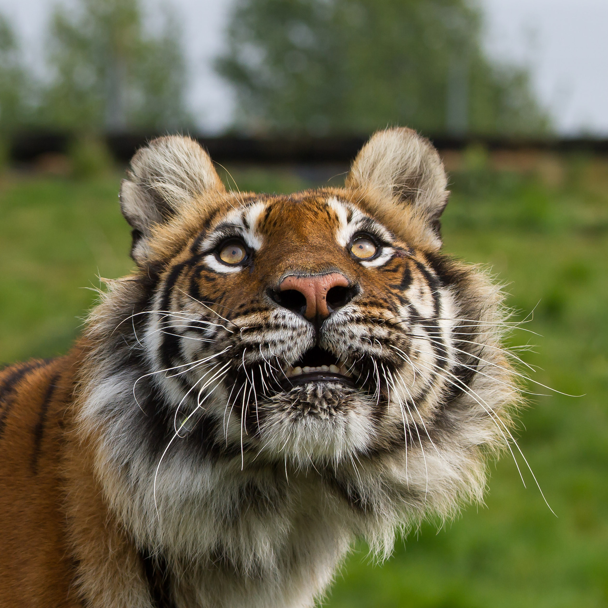 Canon EOS 7D + Canon EF 70-200mm F4L IS USM sample photo. Tiger photography