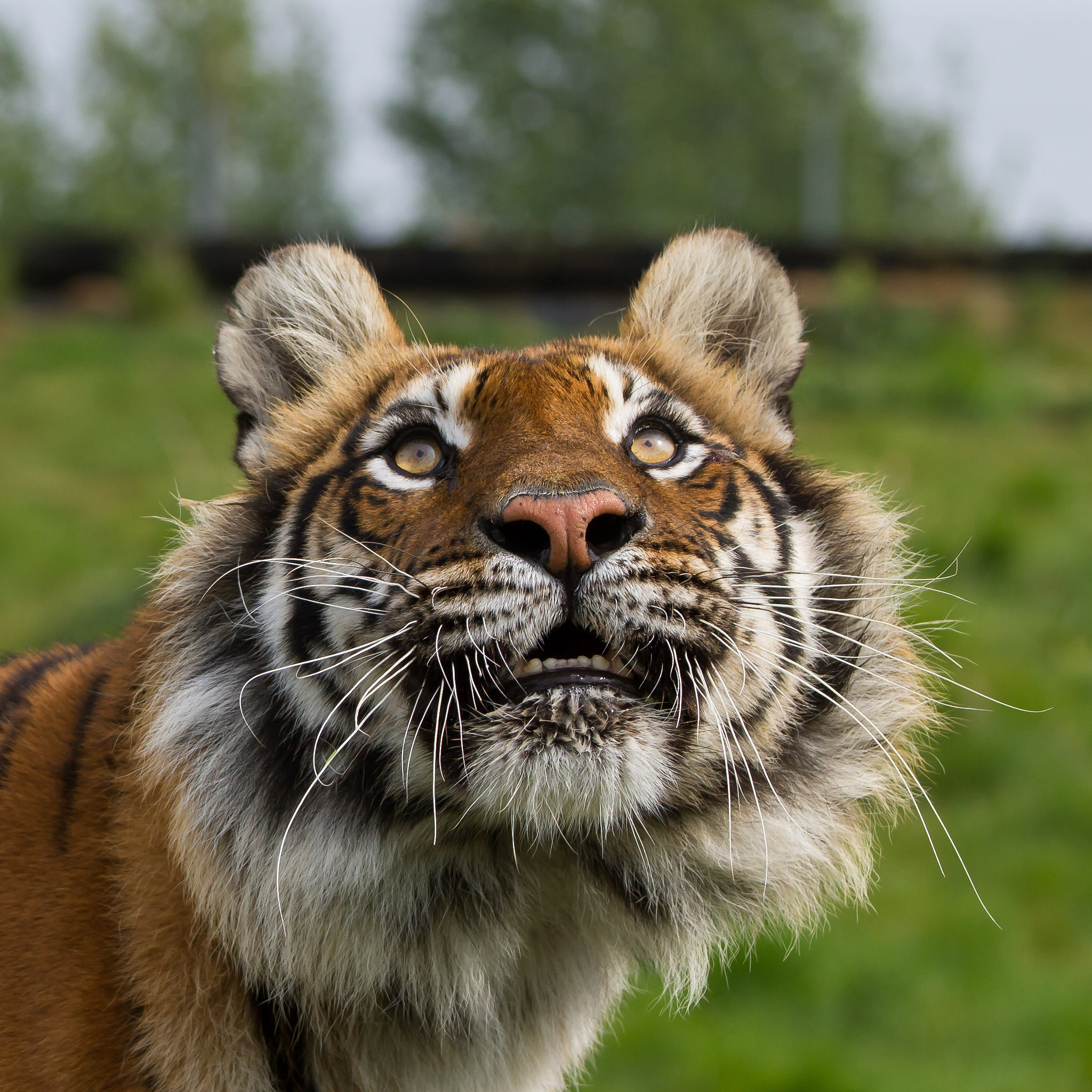 Canon EOS 7D sample photo. Tiger photography