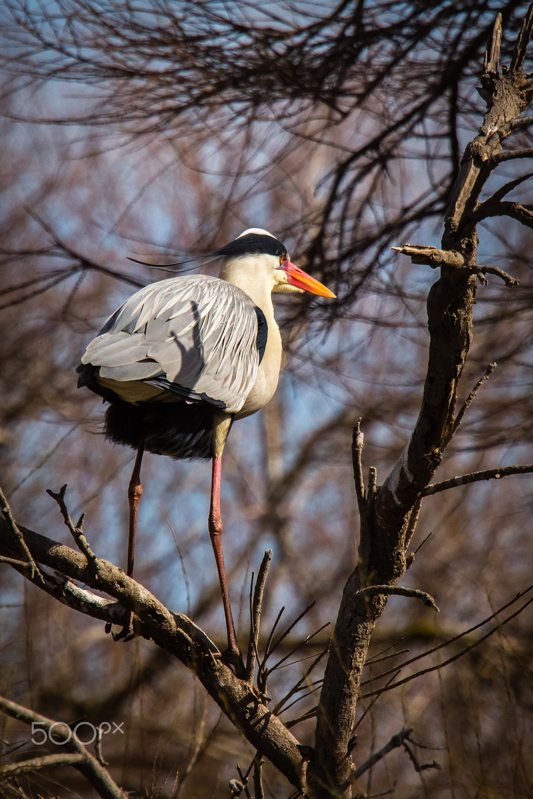 Canon EOS 60D sample photo. Heron in camargue photography